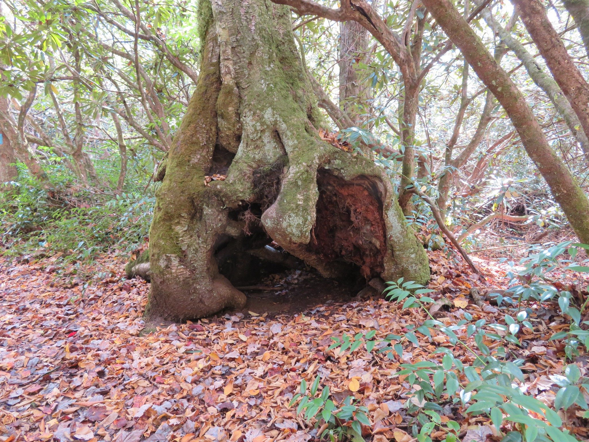 Another hiding place for a wood elf?