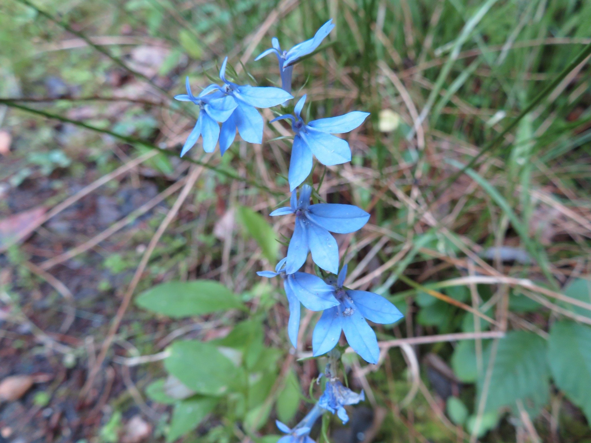 Lobelia, Spiked (Lobelia spicata)