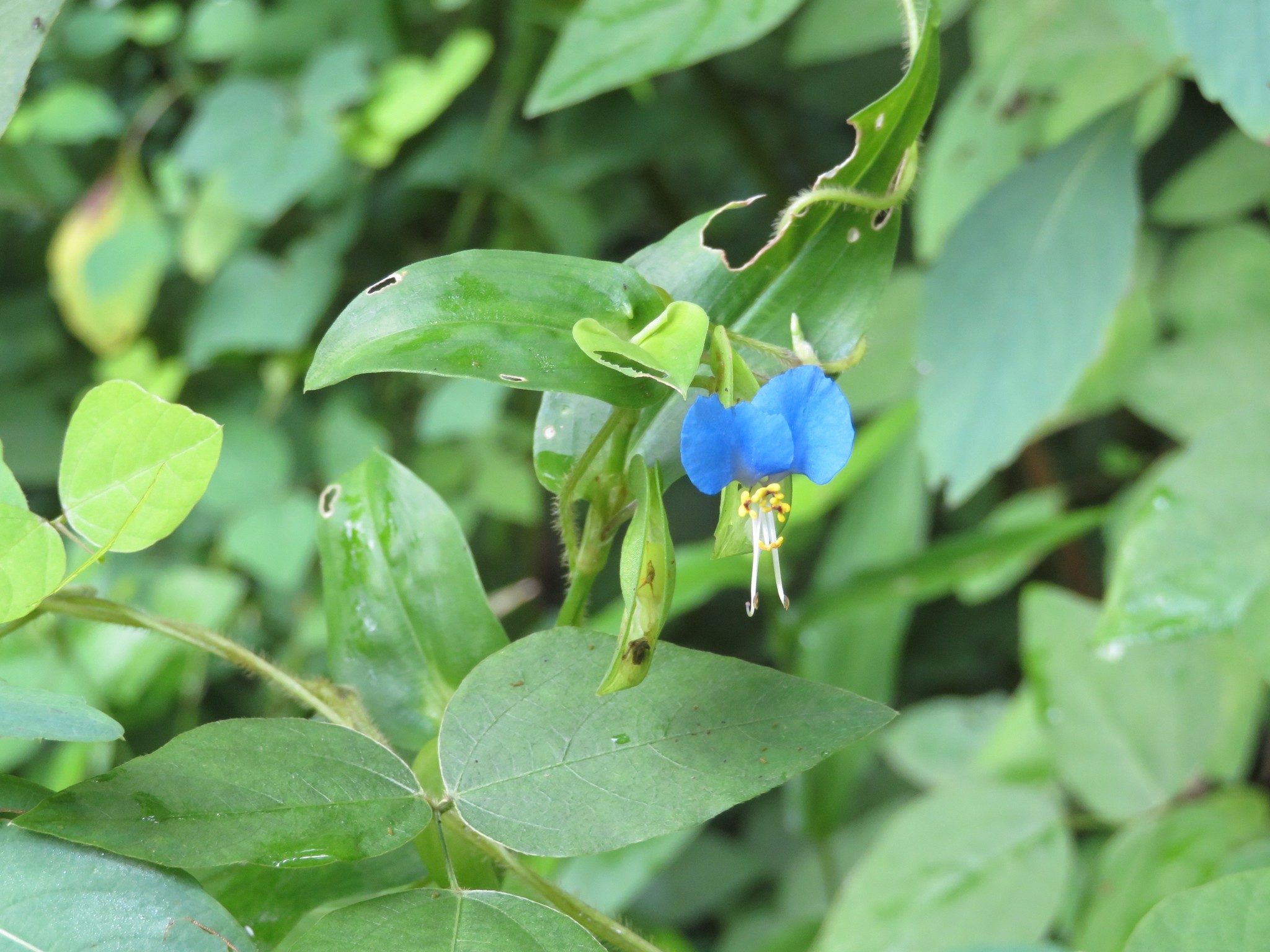 Asian Day Flower at Finish of Laurel Ridge Trail