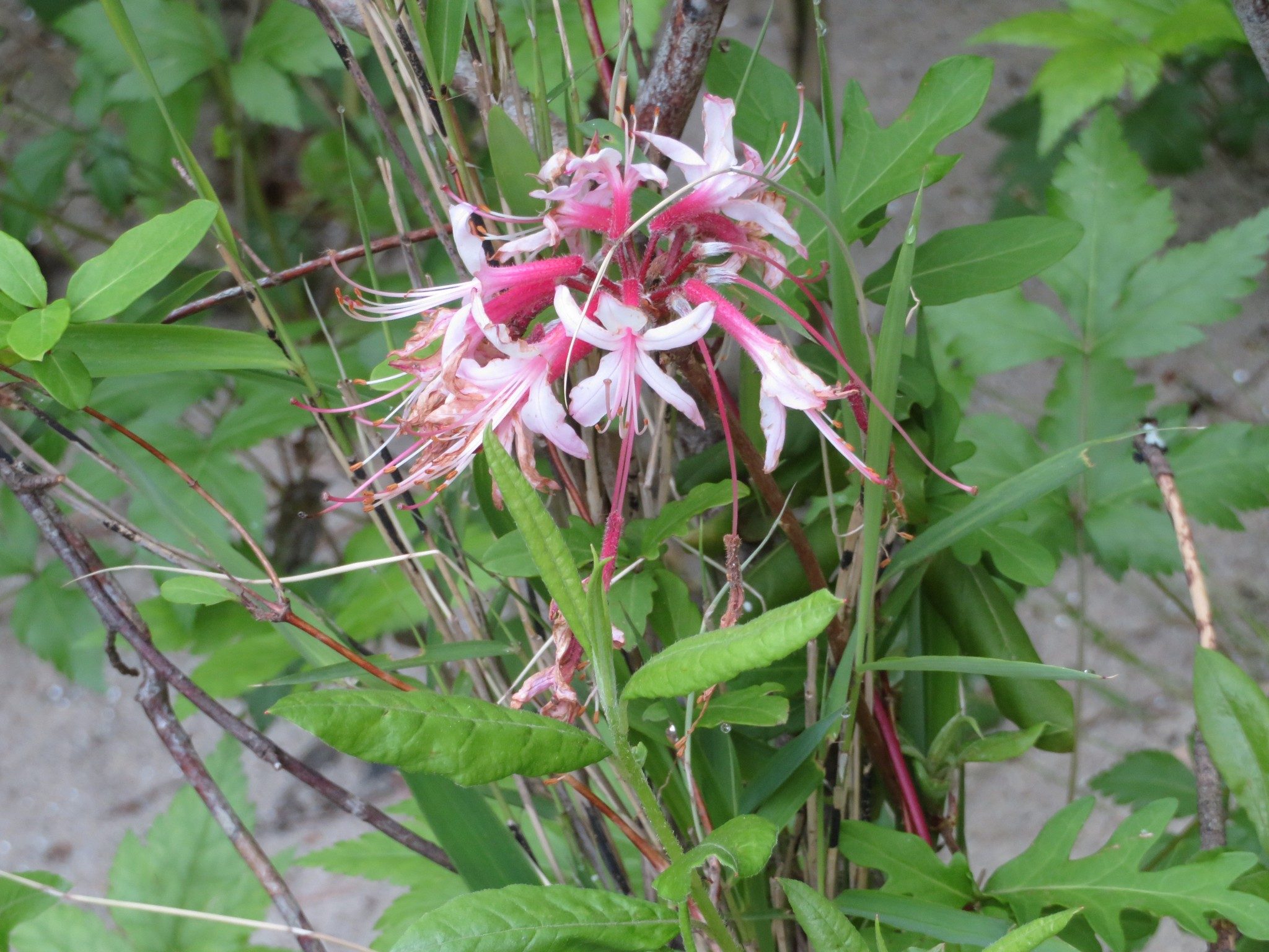 Pinxter (Rhododendron canescens)
