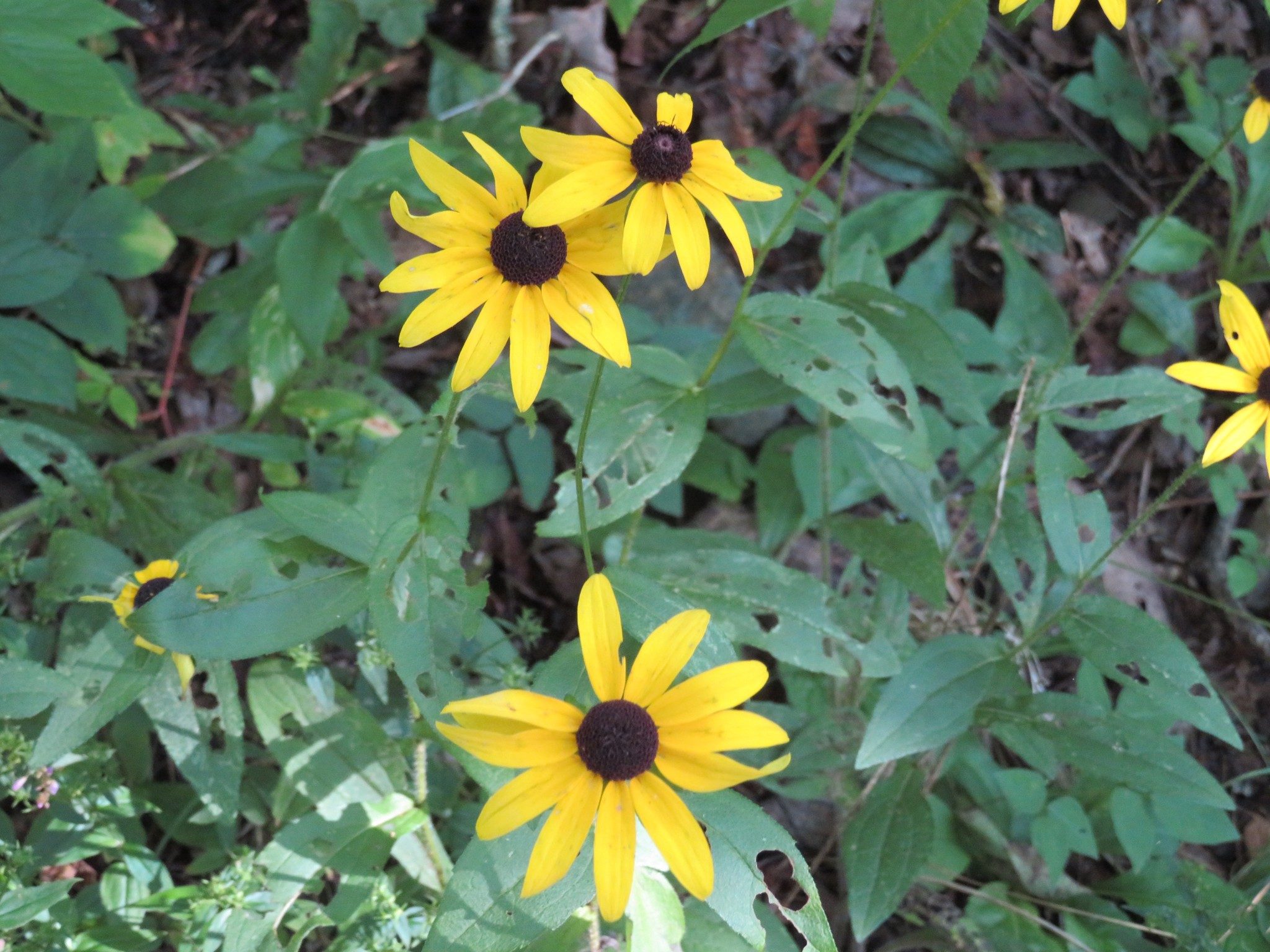 Black-eyed Susan
