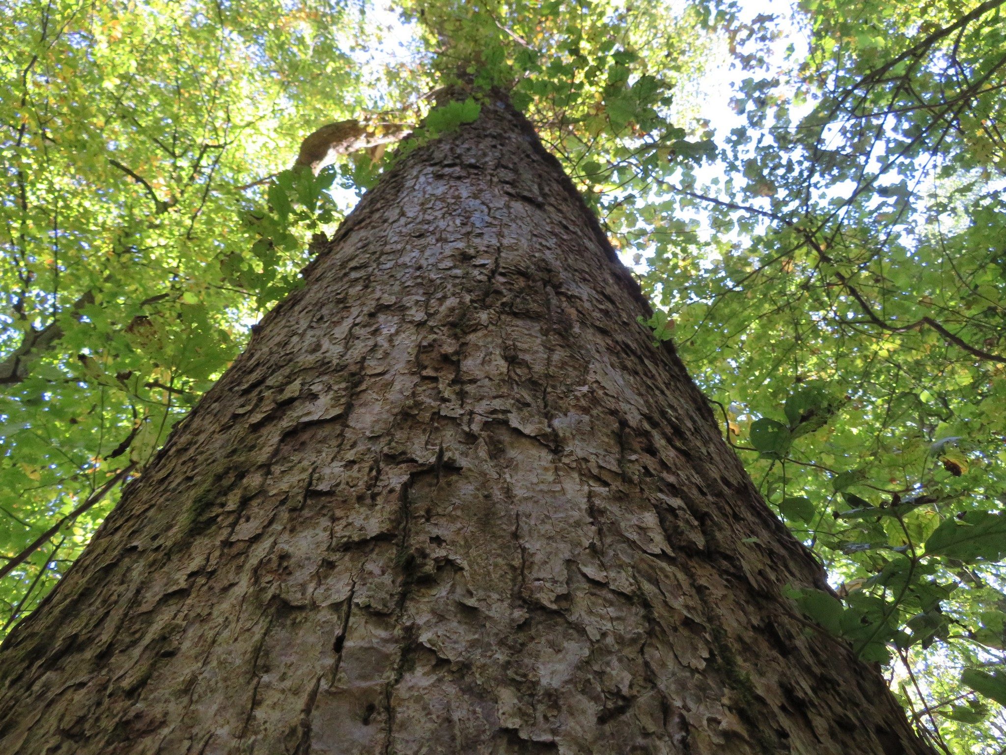 Beautiful straight, tall tree next to headwaters