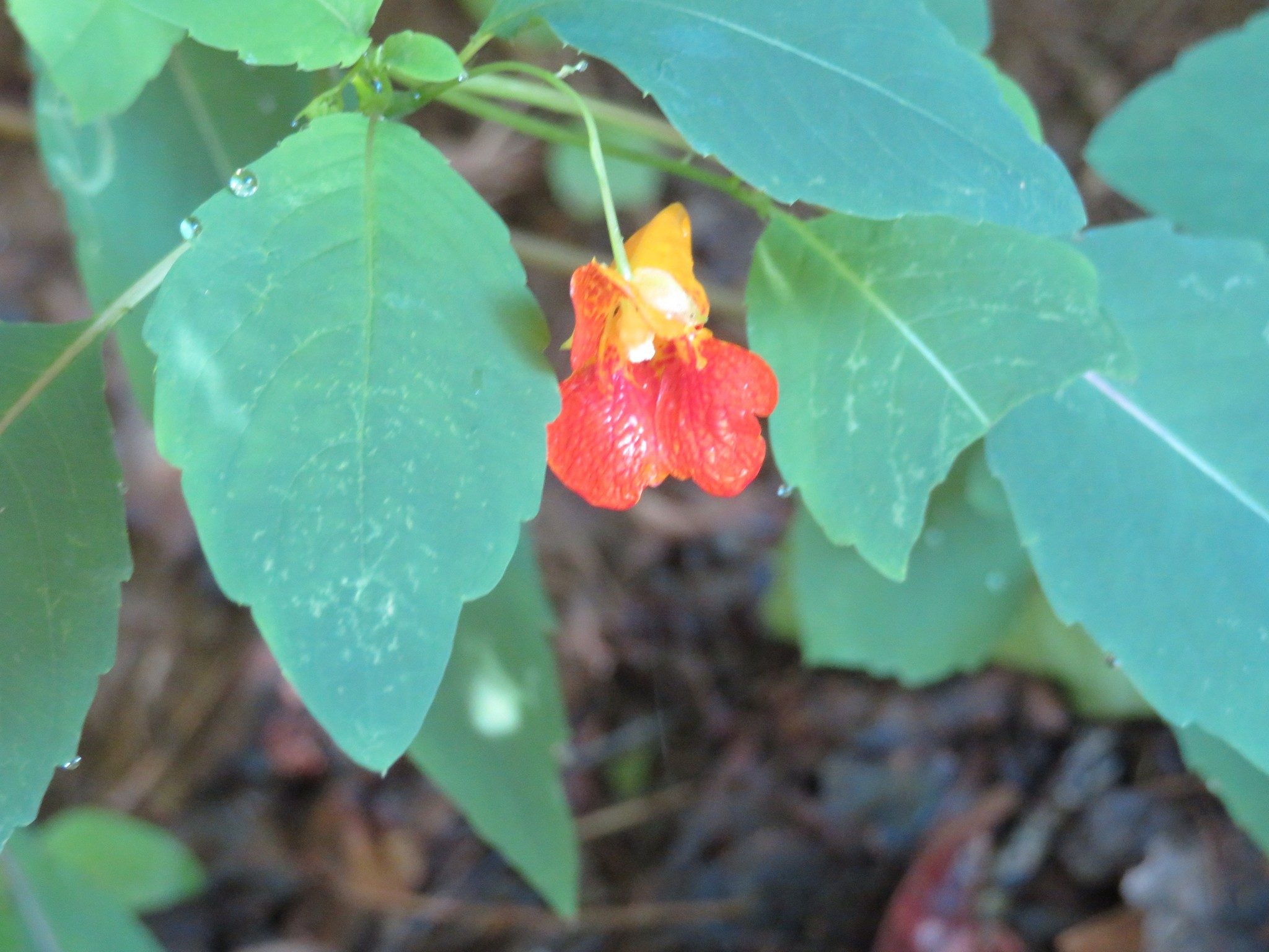 Spotted Jewel Weed