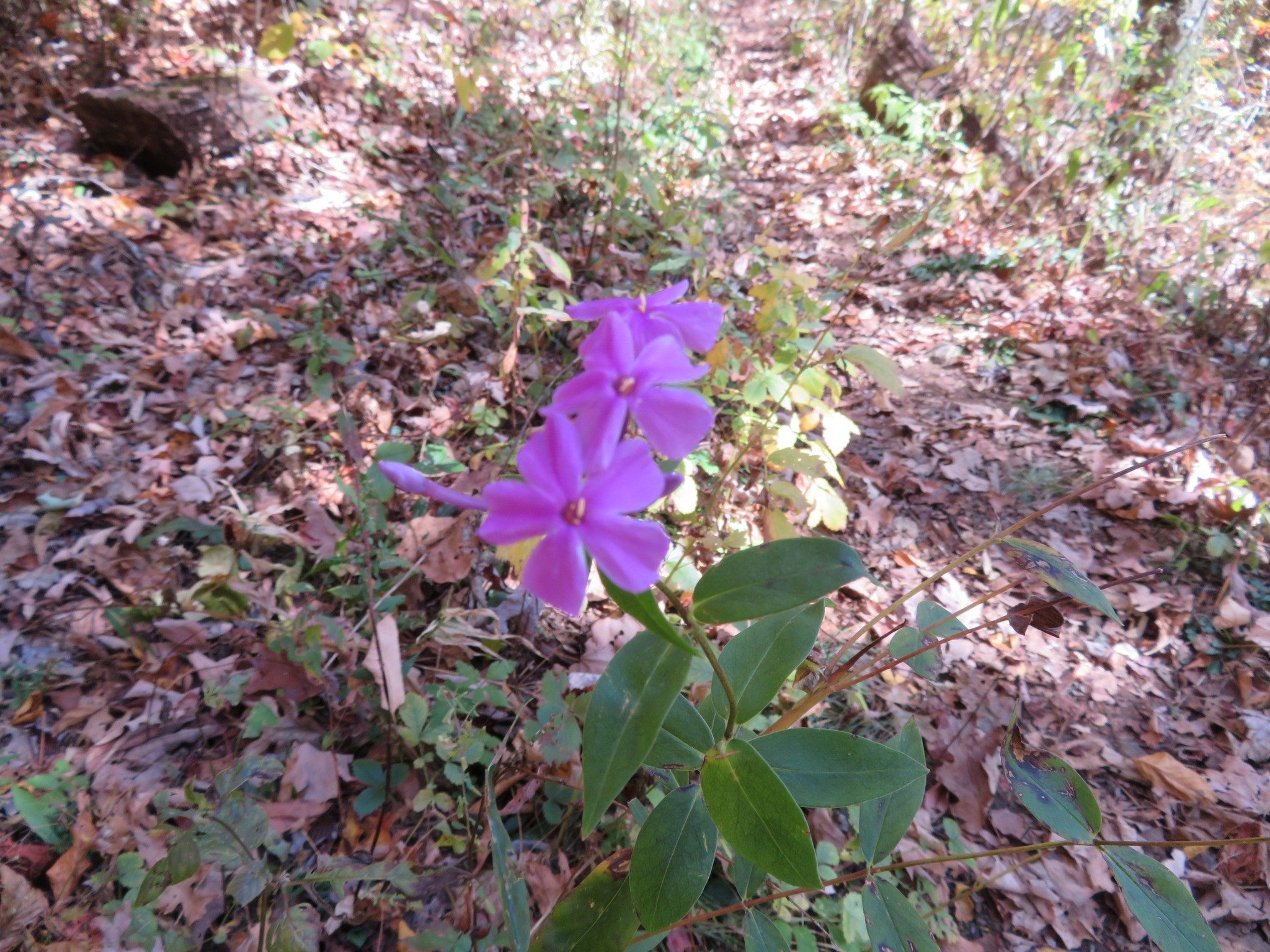 Downy Phlox (Phlox pilosa)