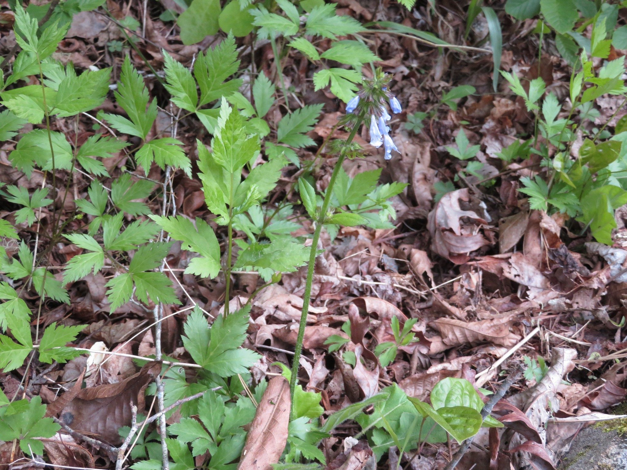 Lyre-leaved Sage (Salvia lyrata)