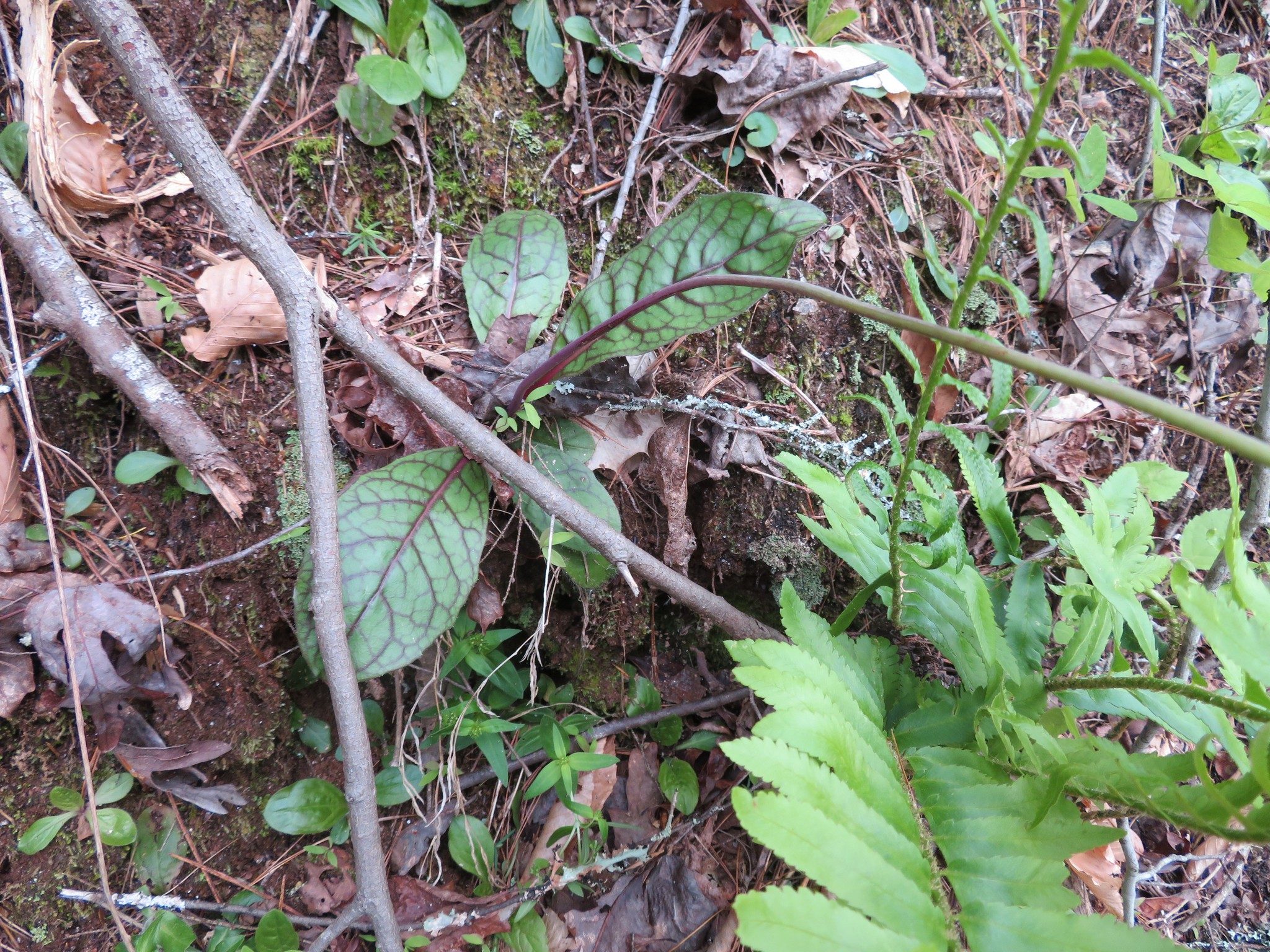 Rattlesnake Weed (Hieracium venosum)