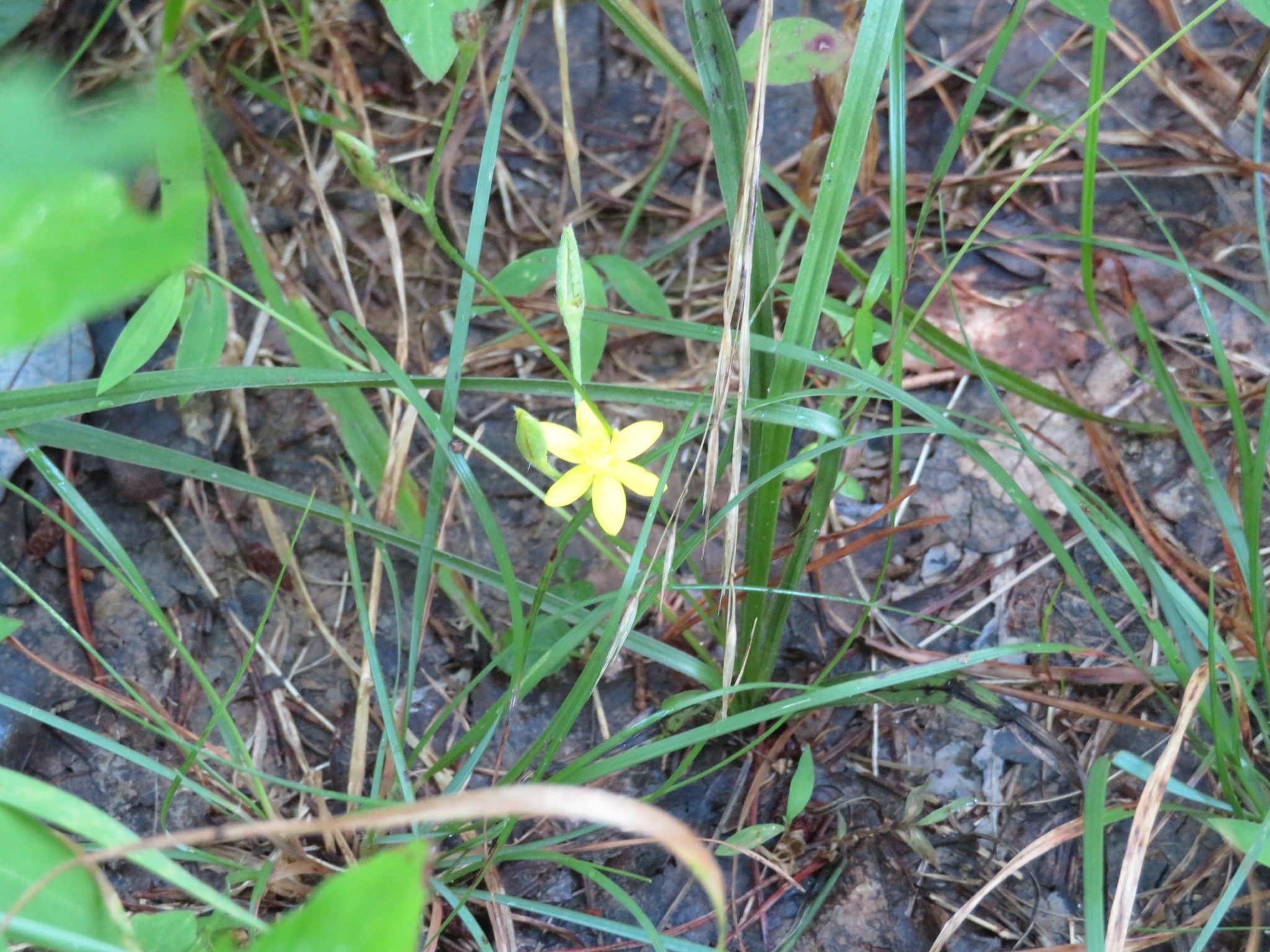 Yellow Star Grass