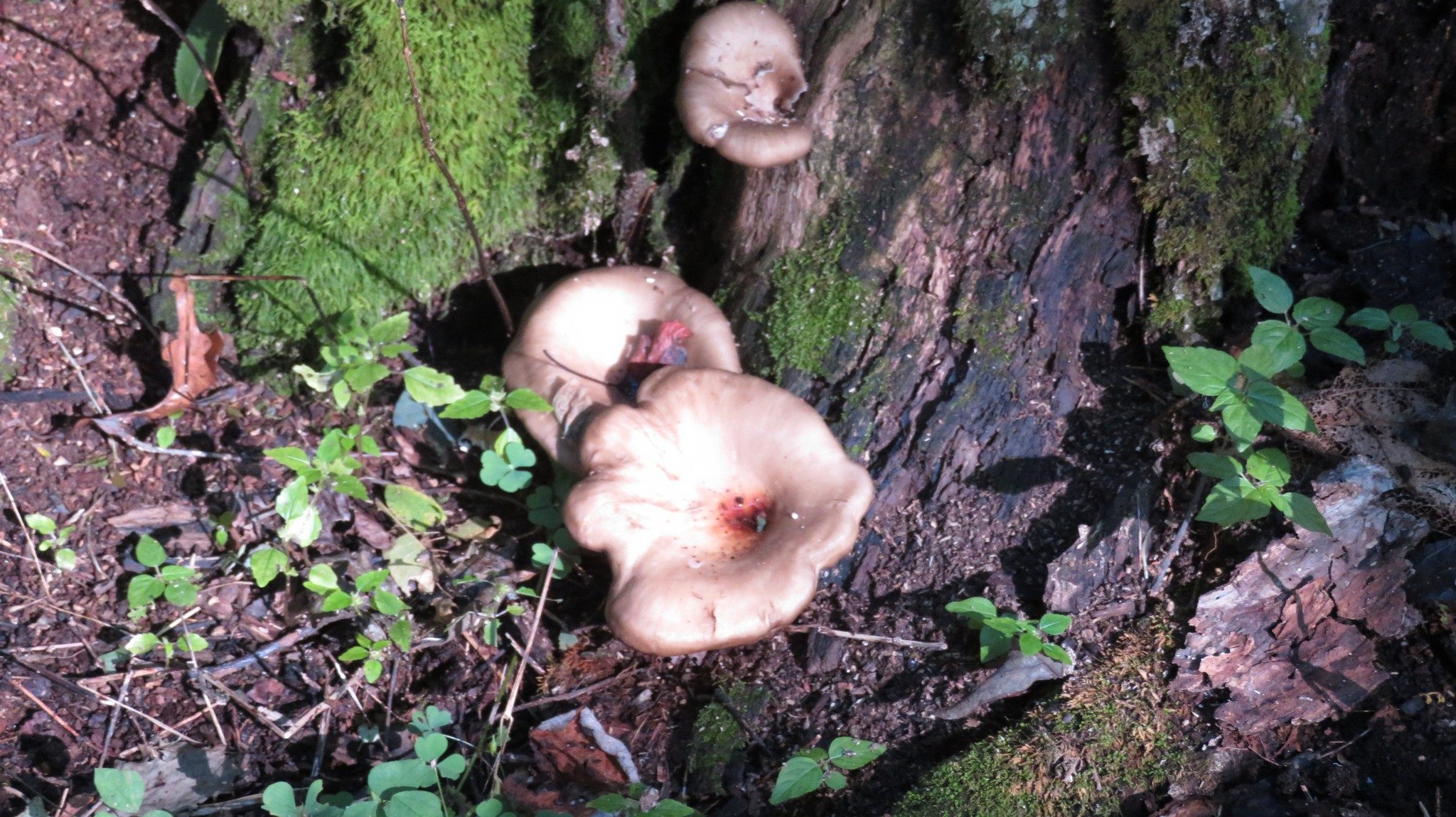 Fungus on a tree