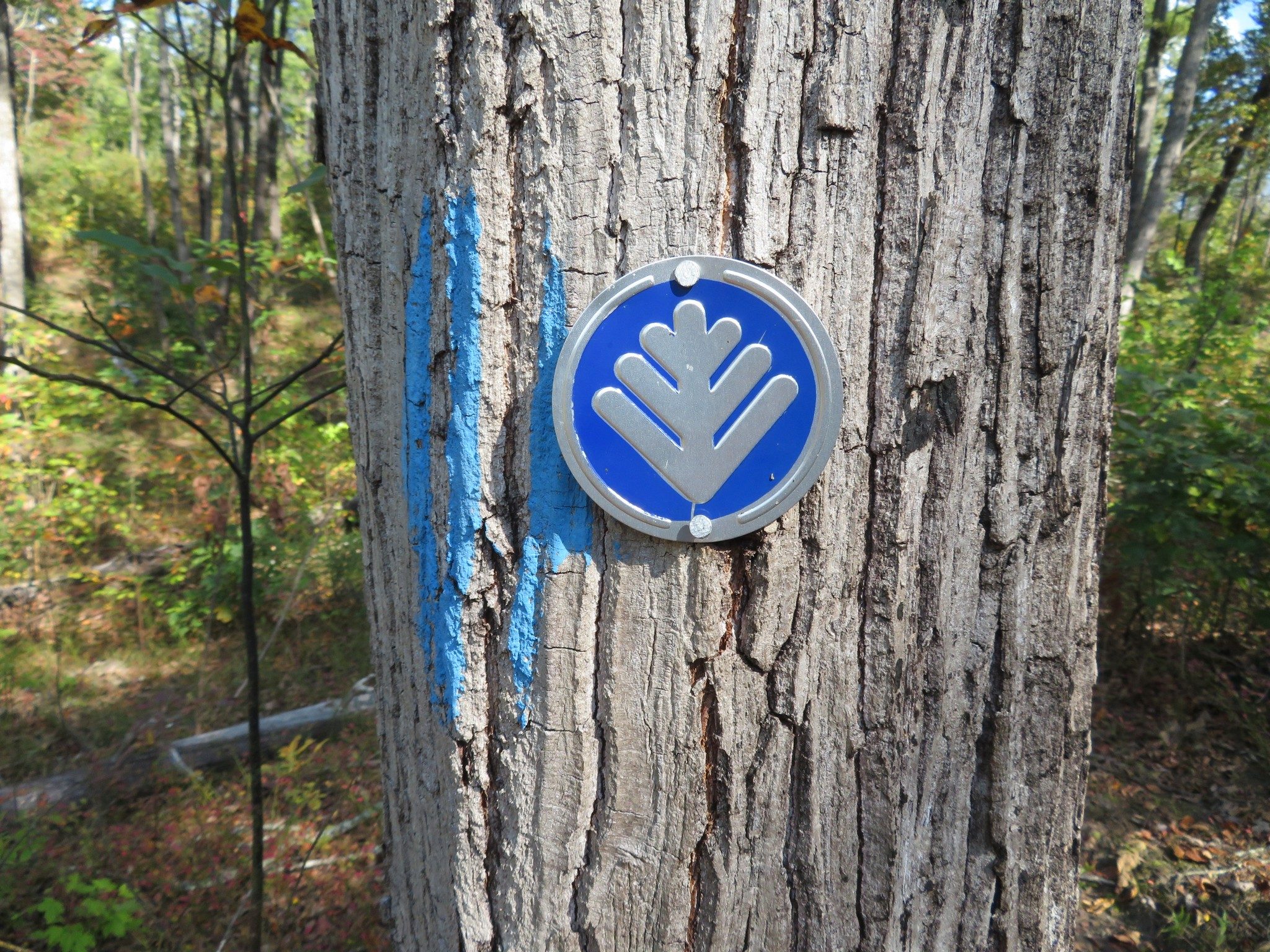 New High Bluff Trail Symbol?