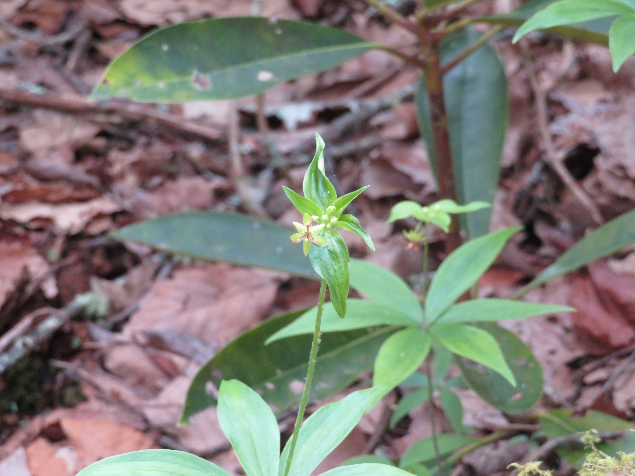 Indian cucumber-root (Medeola virginiana)