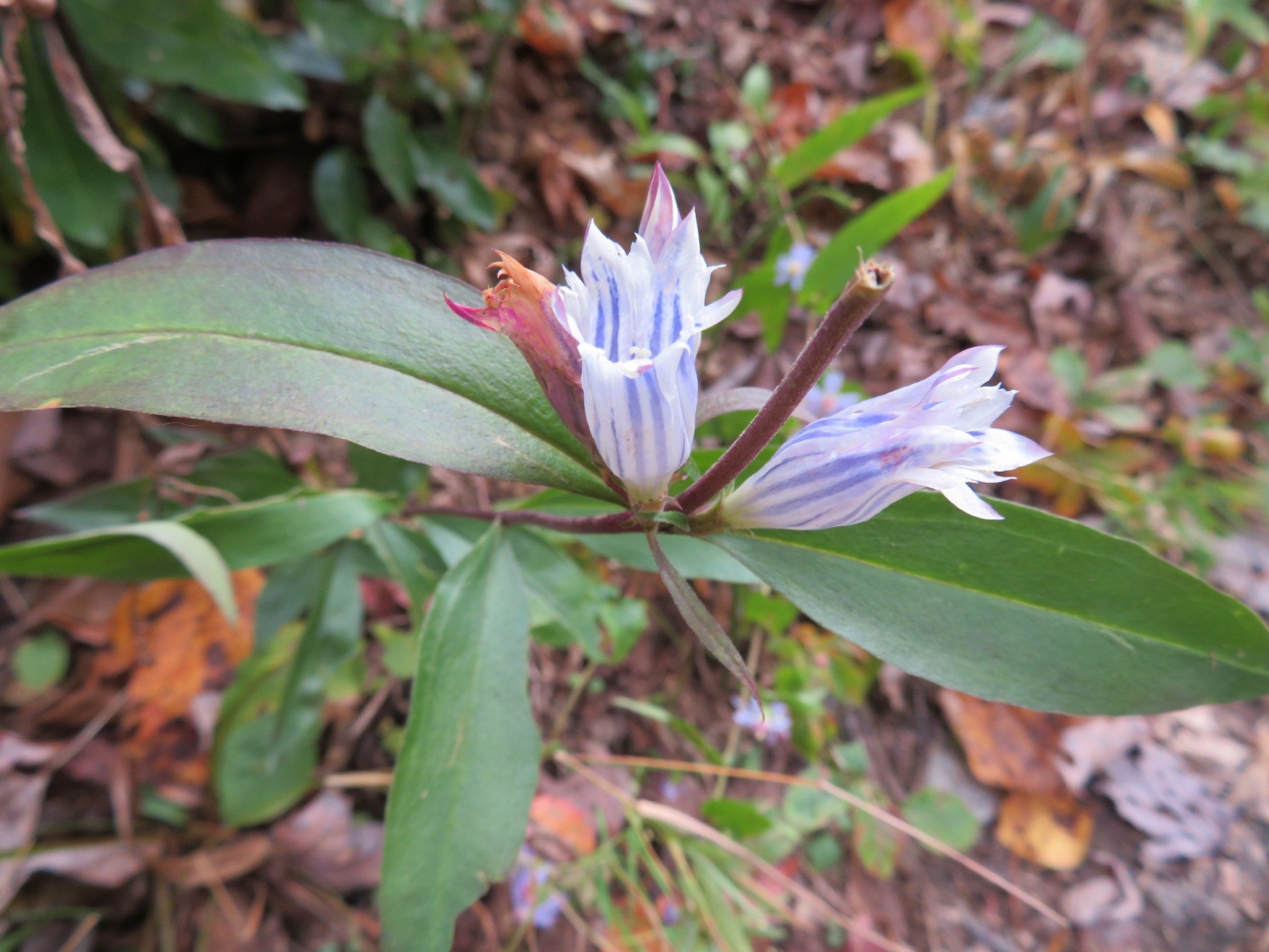 Gentian in bloom