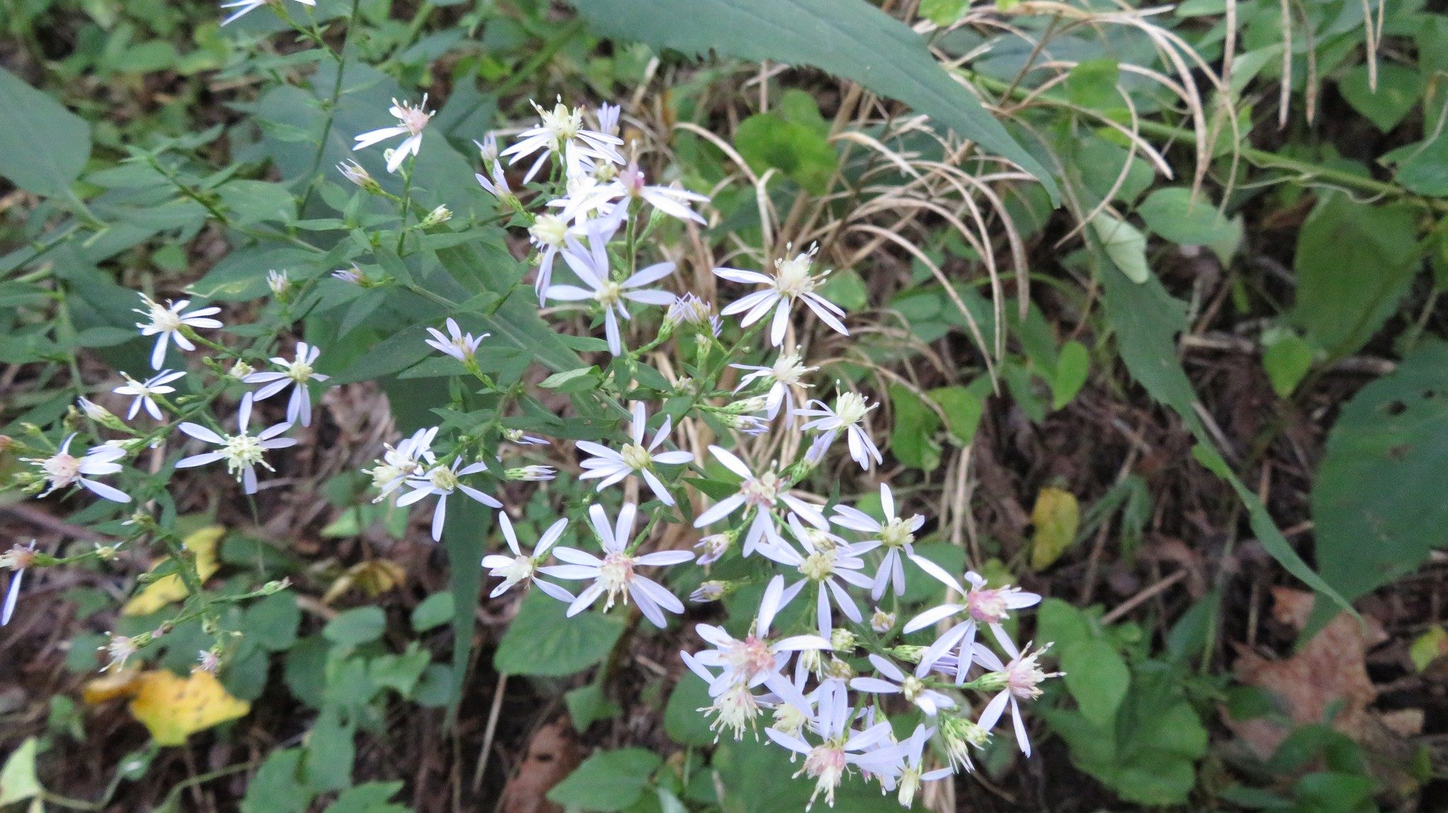 Calico Aster ? (Aster laterifloras)
