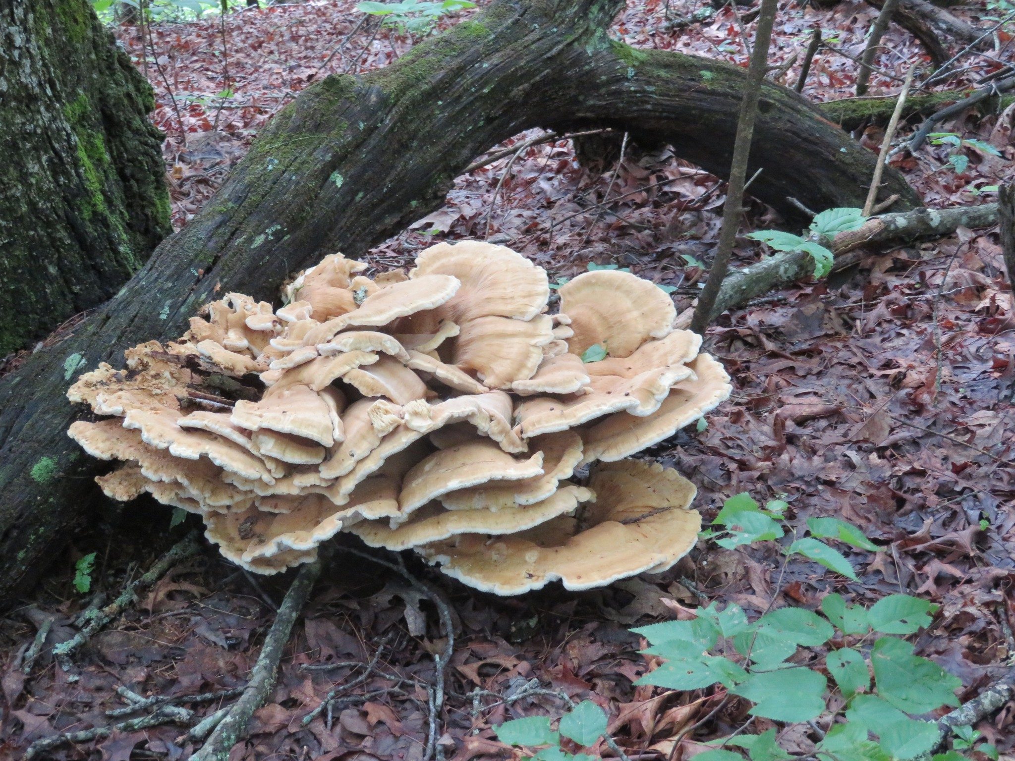 Very large fungus - ~18" wide