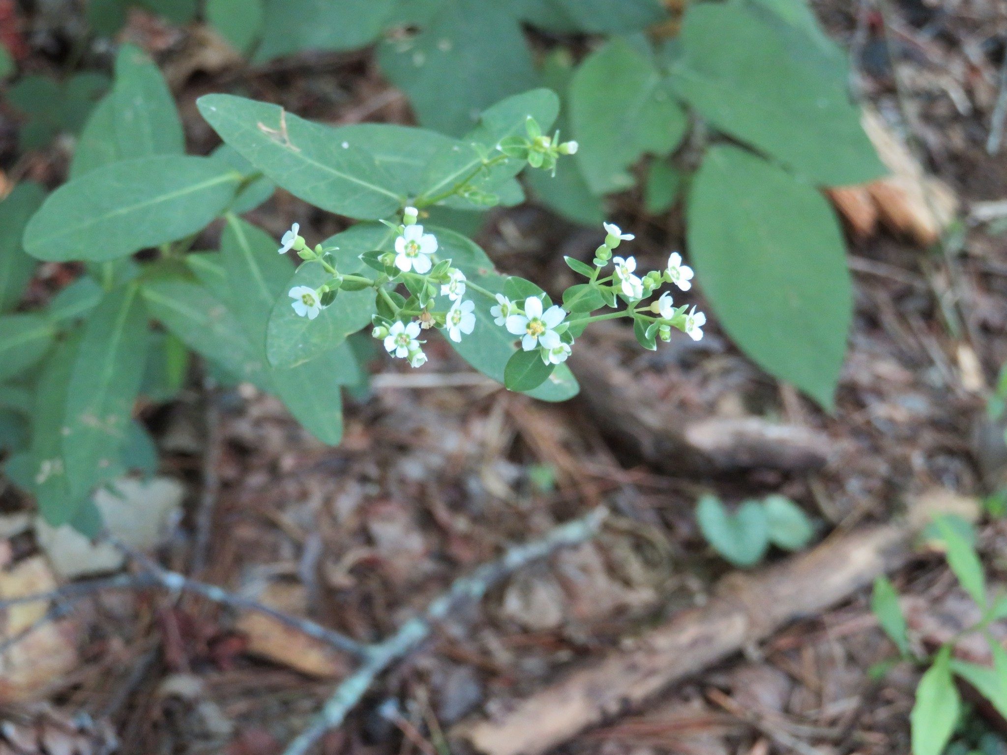 Unknow vine