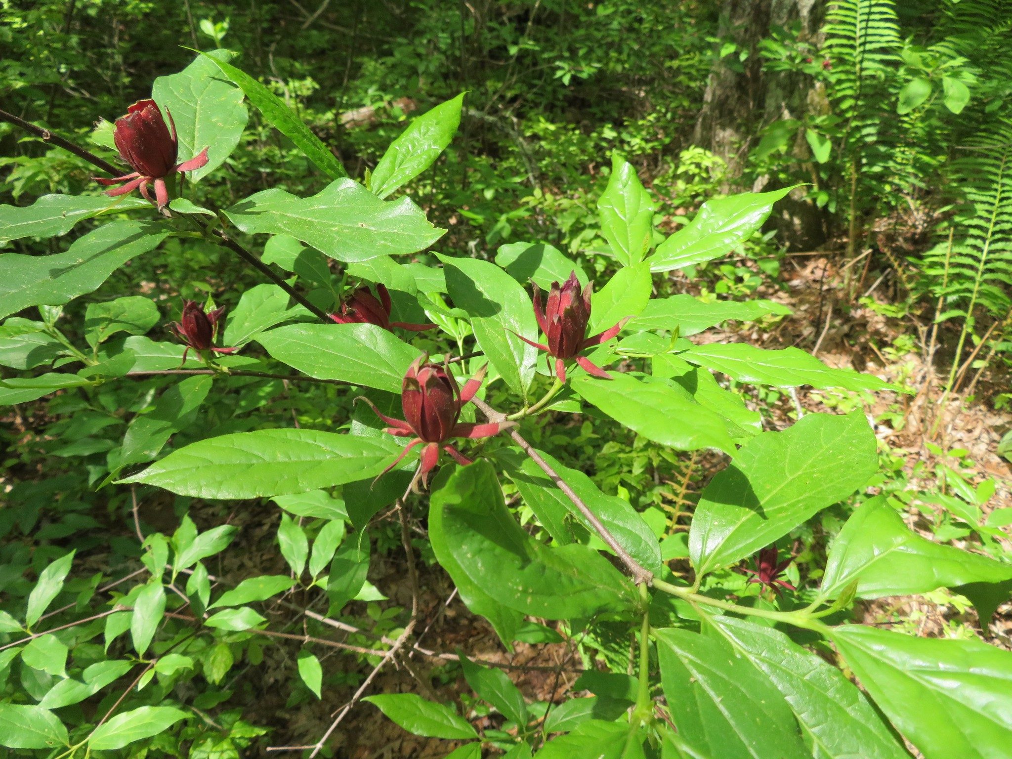 Sweet Shrub (Calycanthus floridus axillaris)