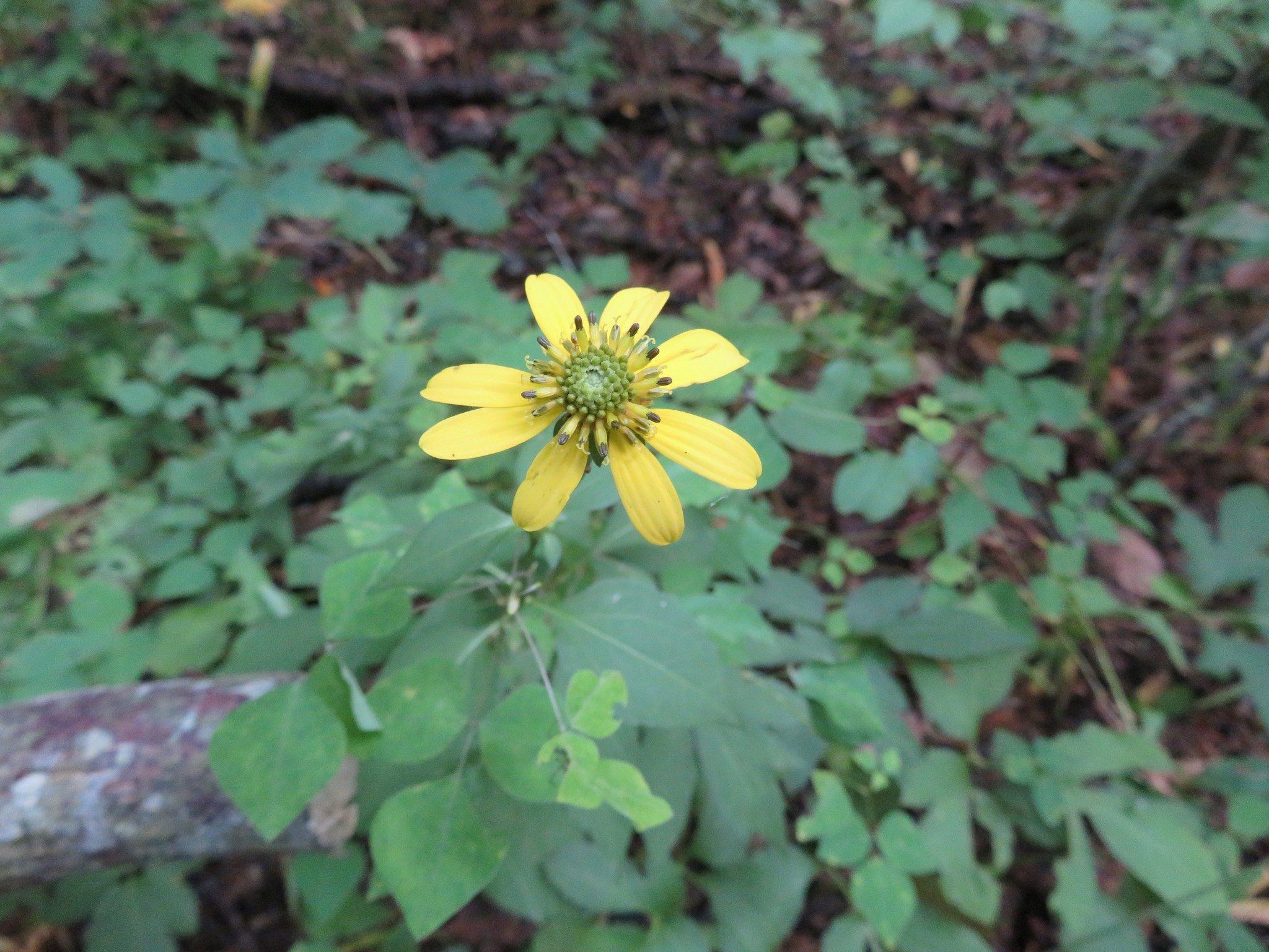 Greater Tickseed (Coreopsis major)