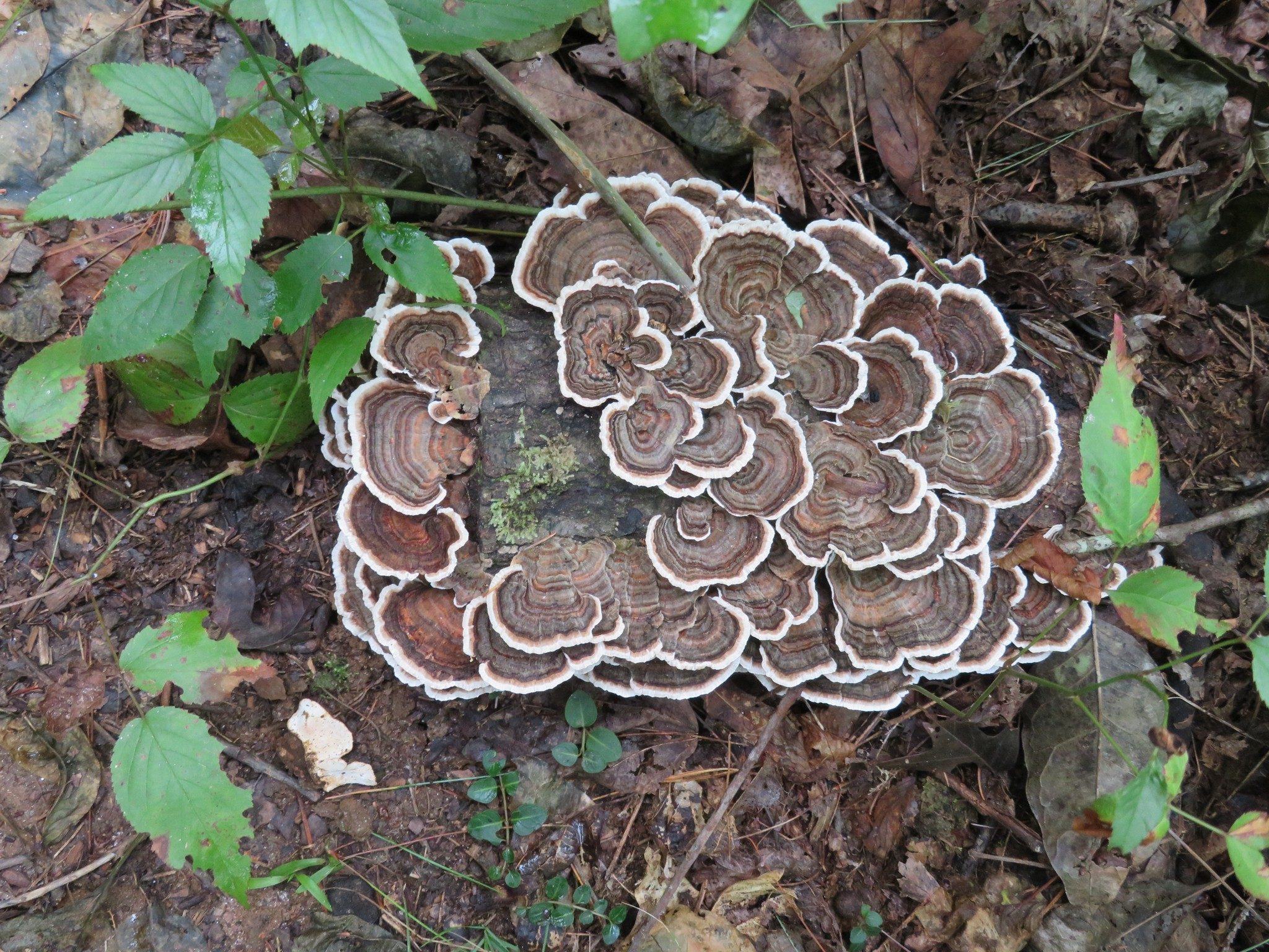 "Fungus of the Day"