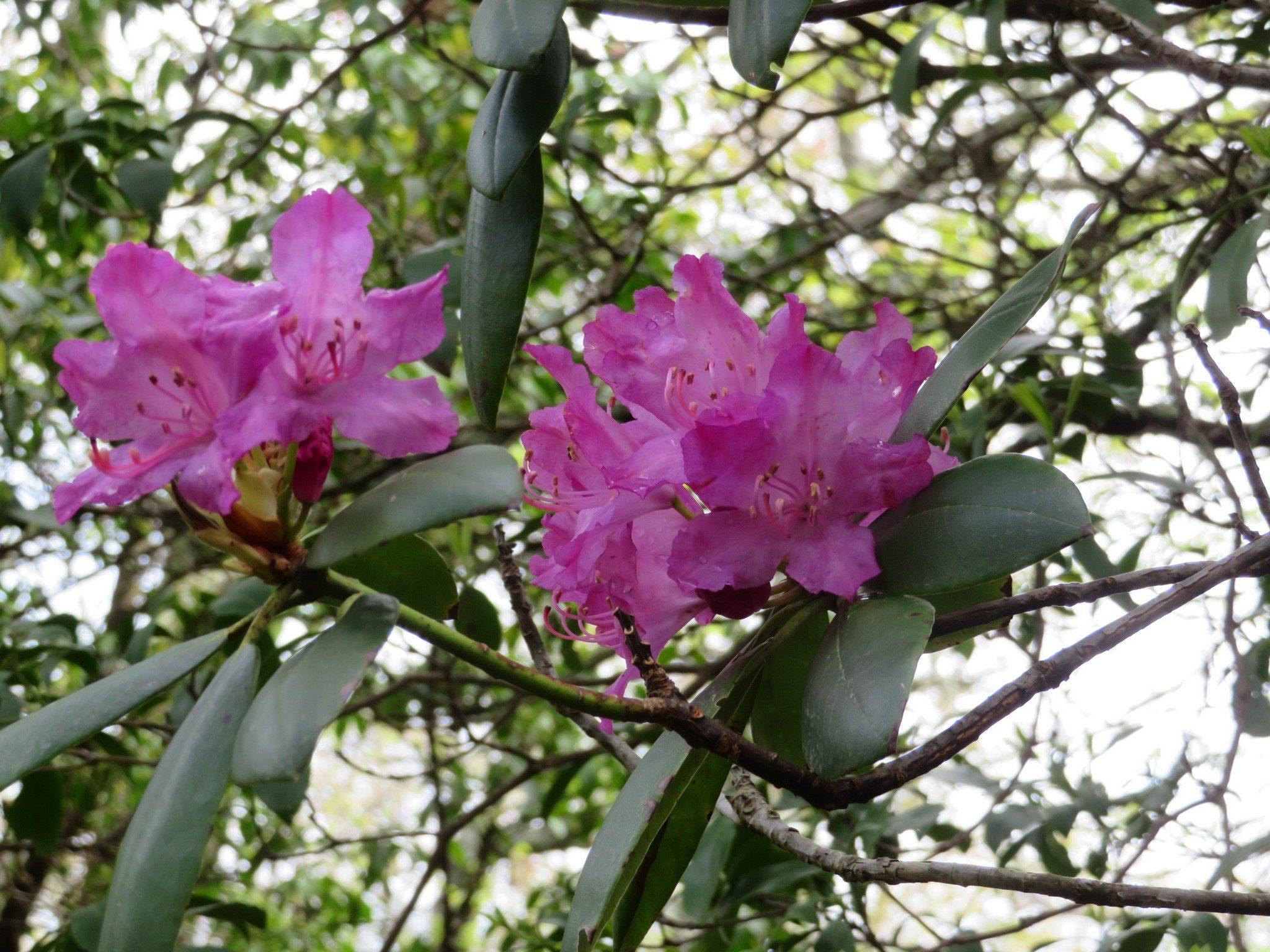 Rhododendron in bloom