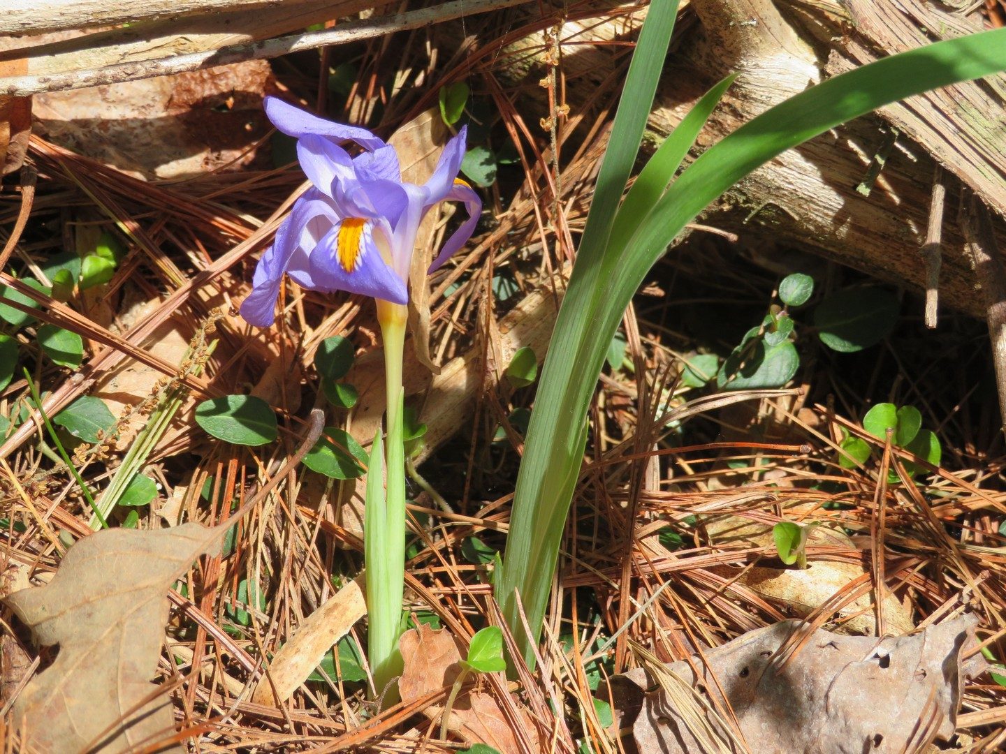 Dwarf Iris, Crested (Iris cristata)