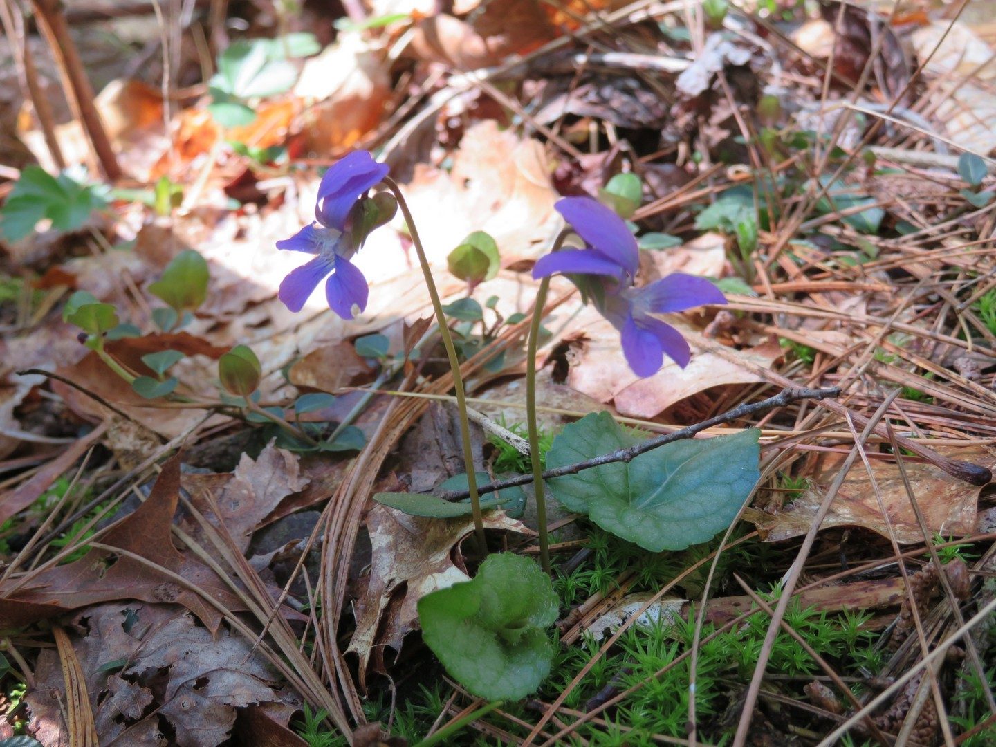 Common Blue Violet (Viola sororia)