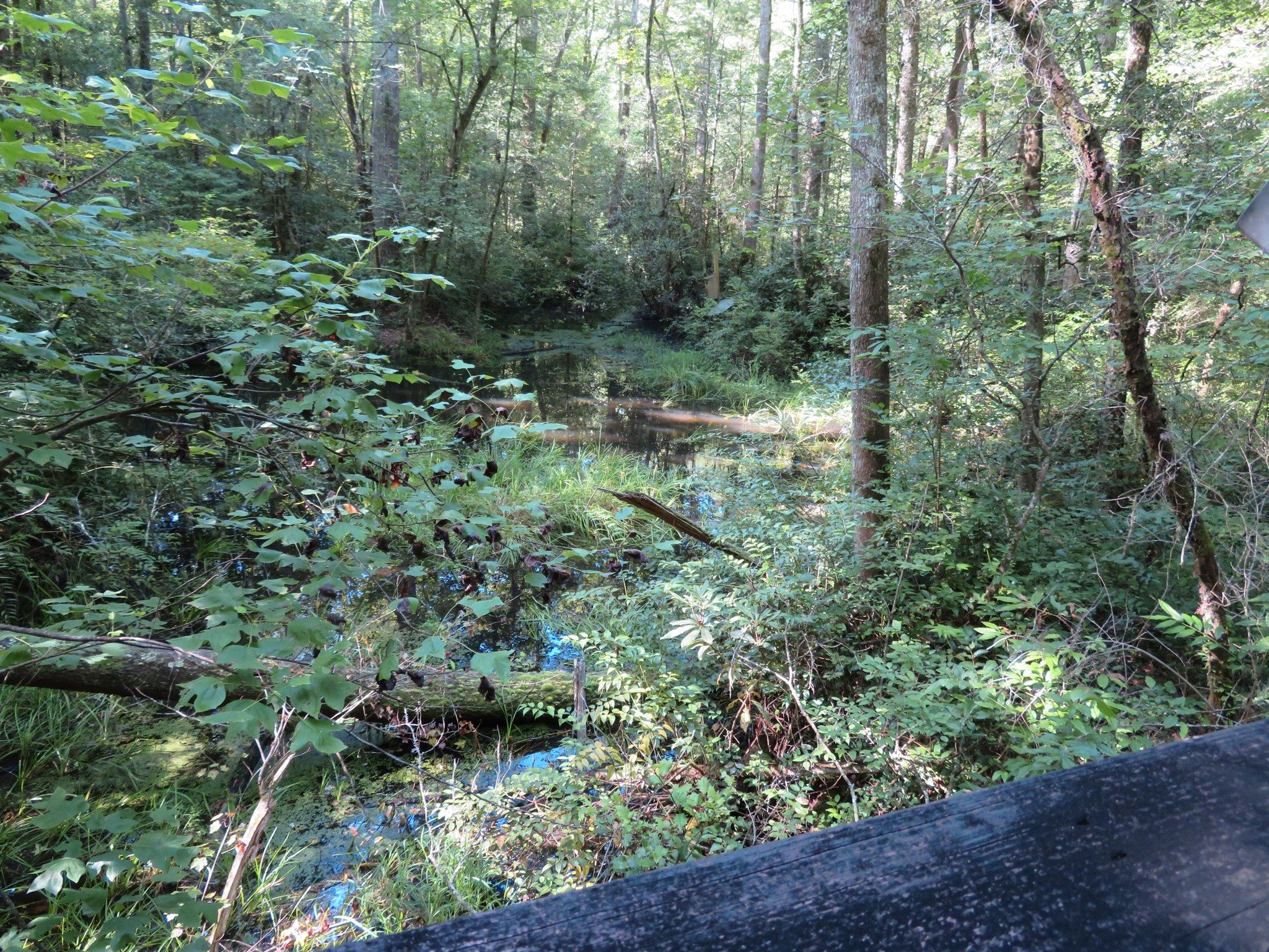 Frog pond along Martin's Mjne Trail