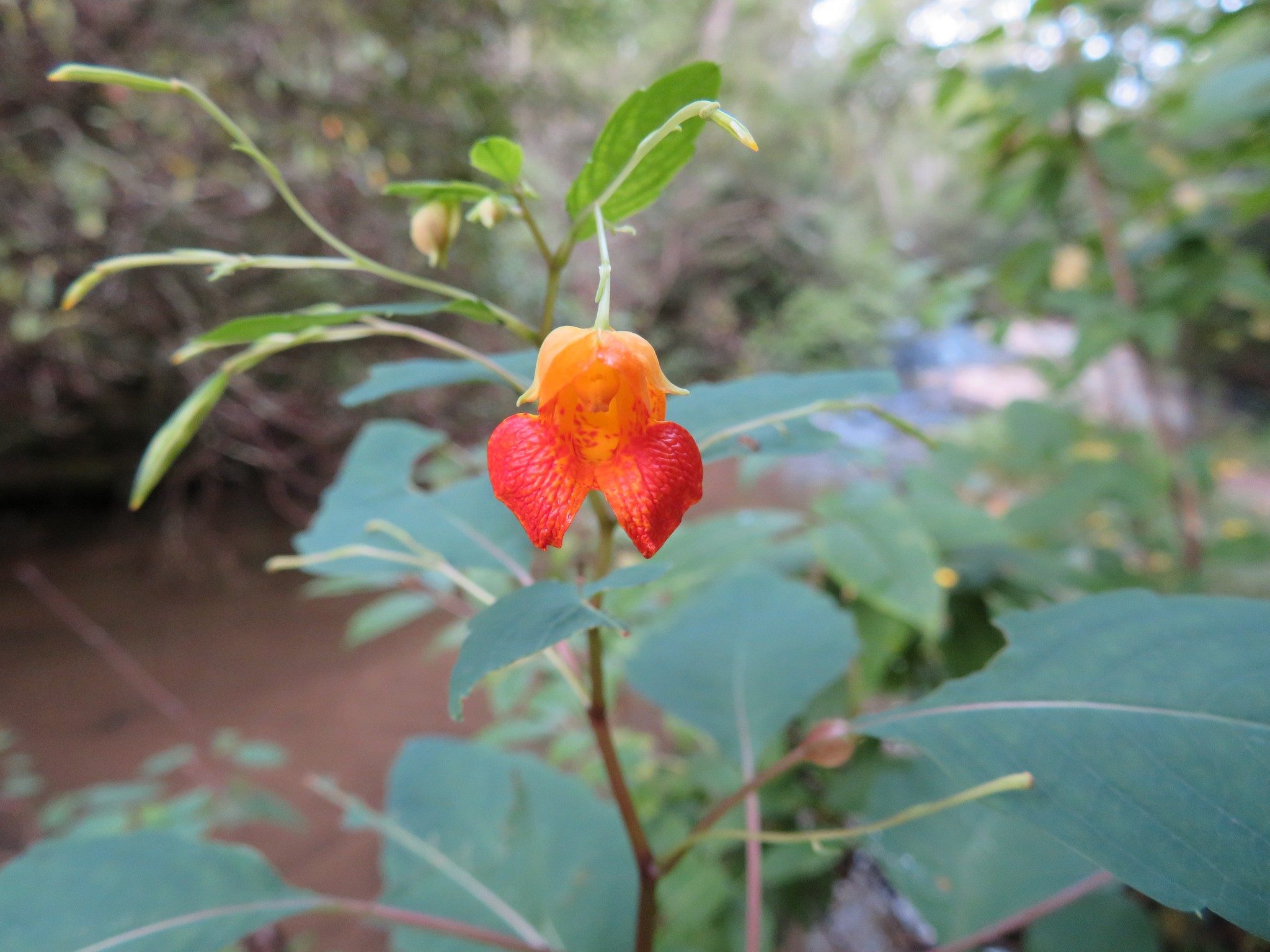 Spotted Jewelweed (Impatiens capensis)