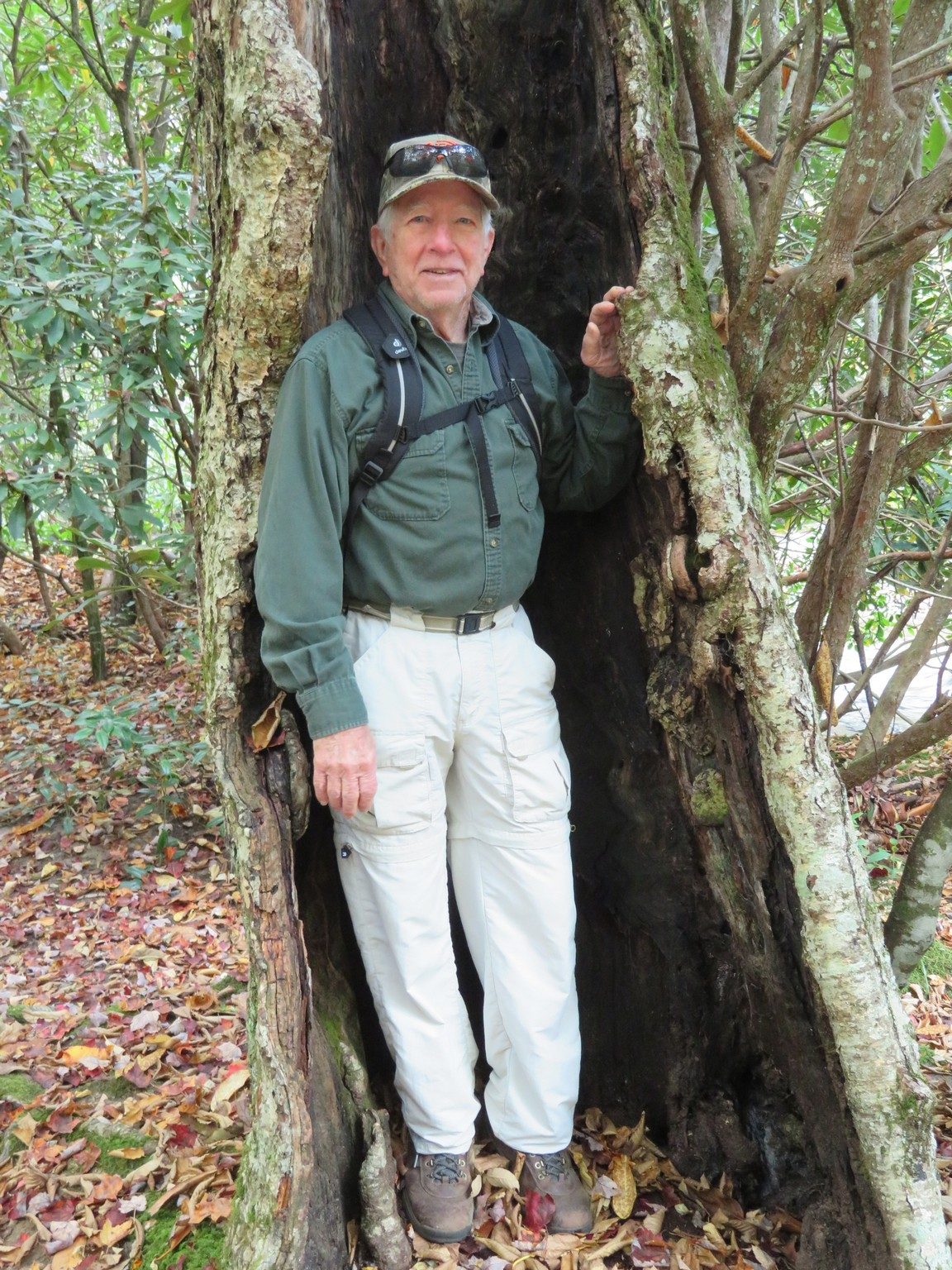 Woodland elf (Vic) coming out of his home in a hollowed out tree
