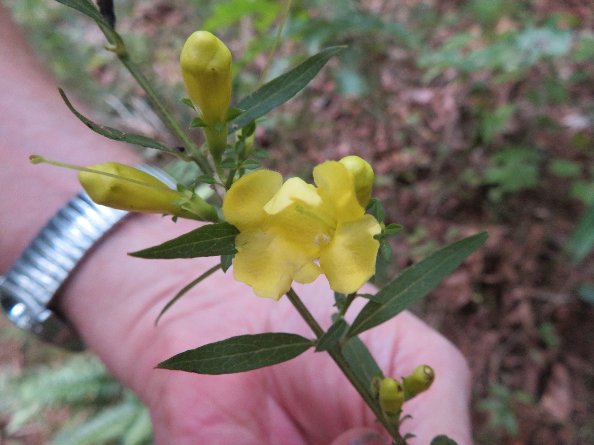 Downey Yellow False Foxglove (Aureolaria virginica)