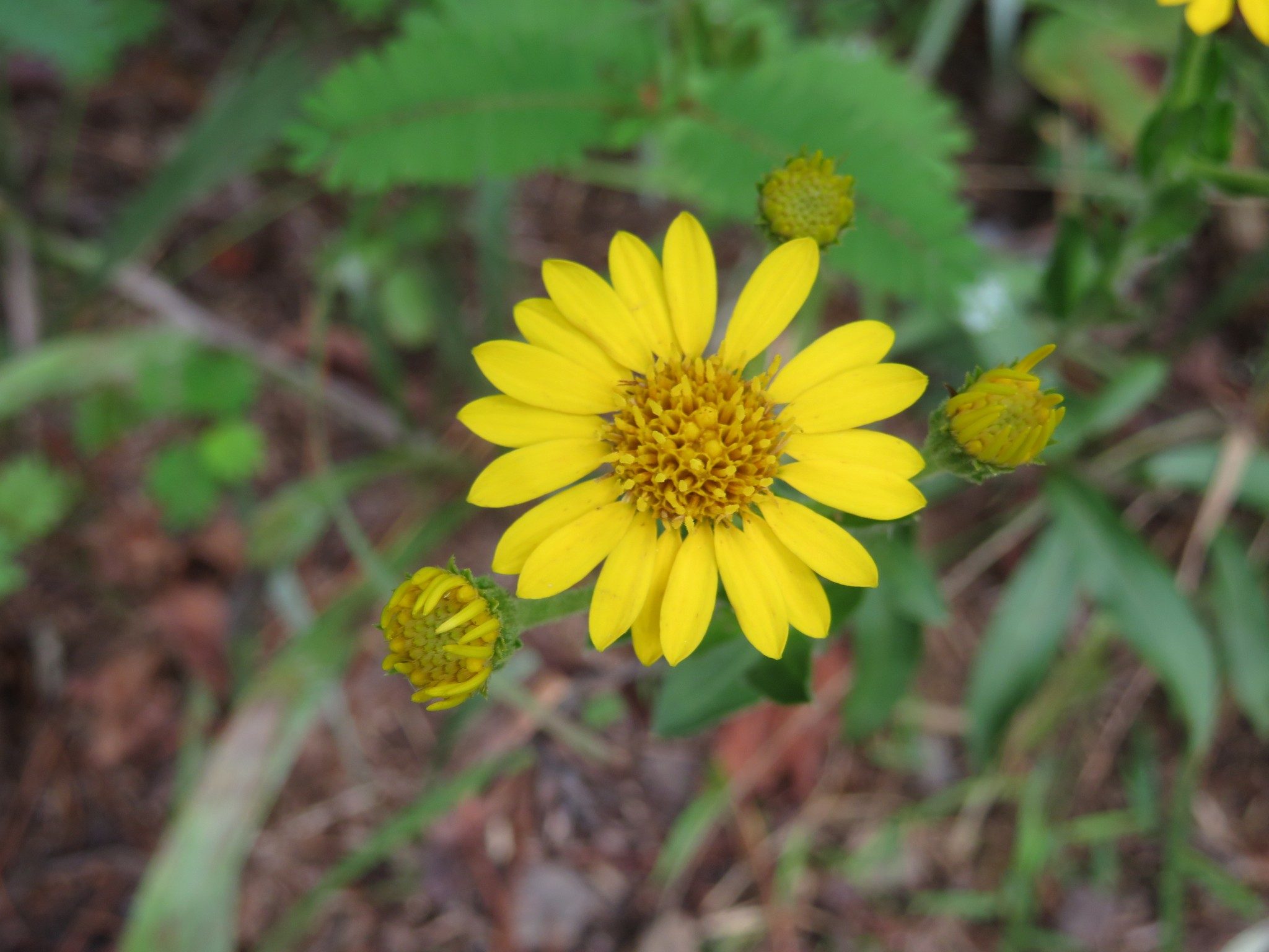 Golden Ragwort (Senecio aureus)