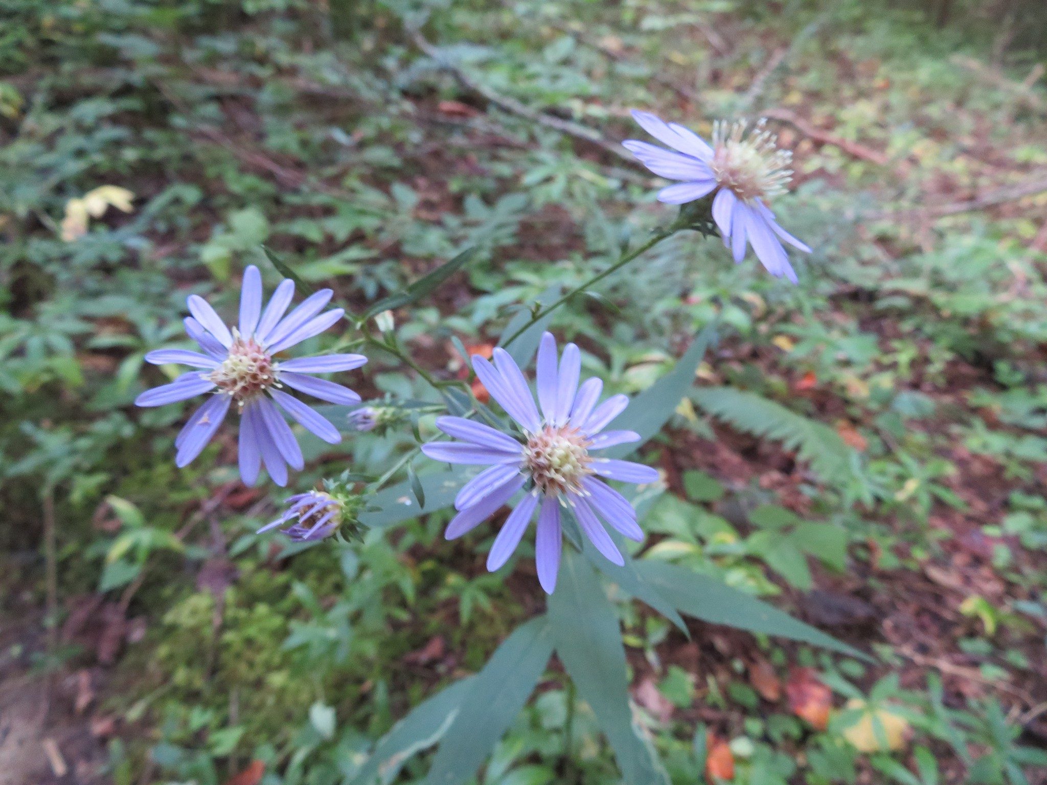 Love that blue color