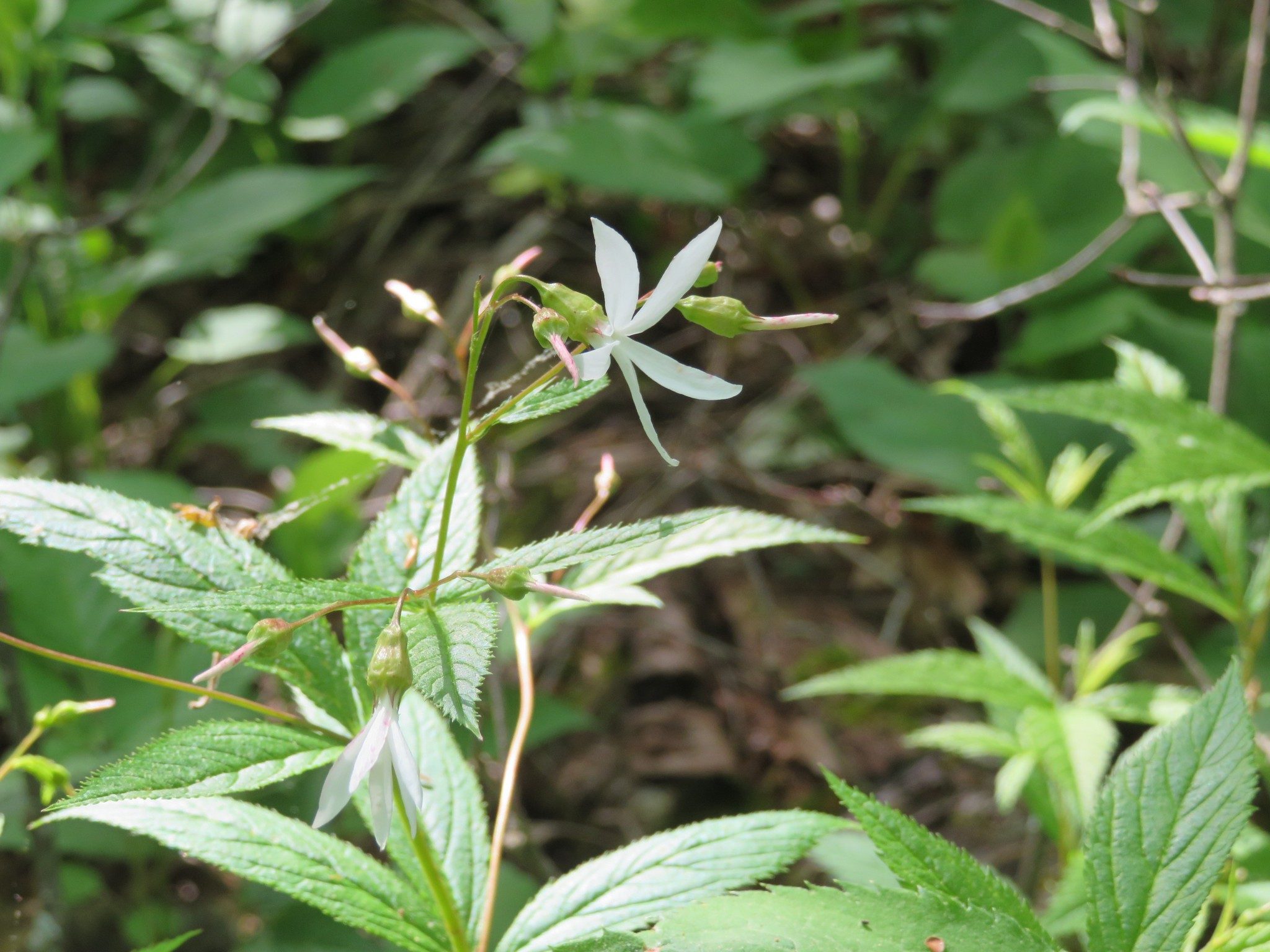 Mountain Indian-physic (Gillenia trifoliata)