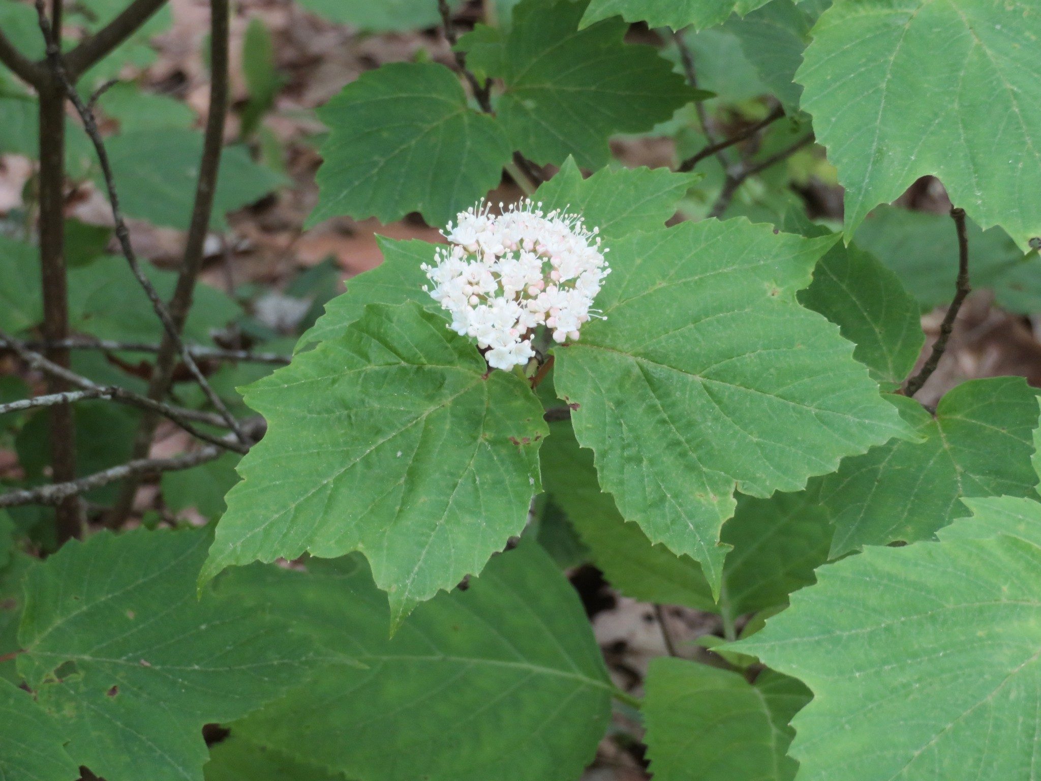 Wild Hydrangea(Hydrangea arborescens)