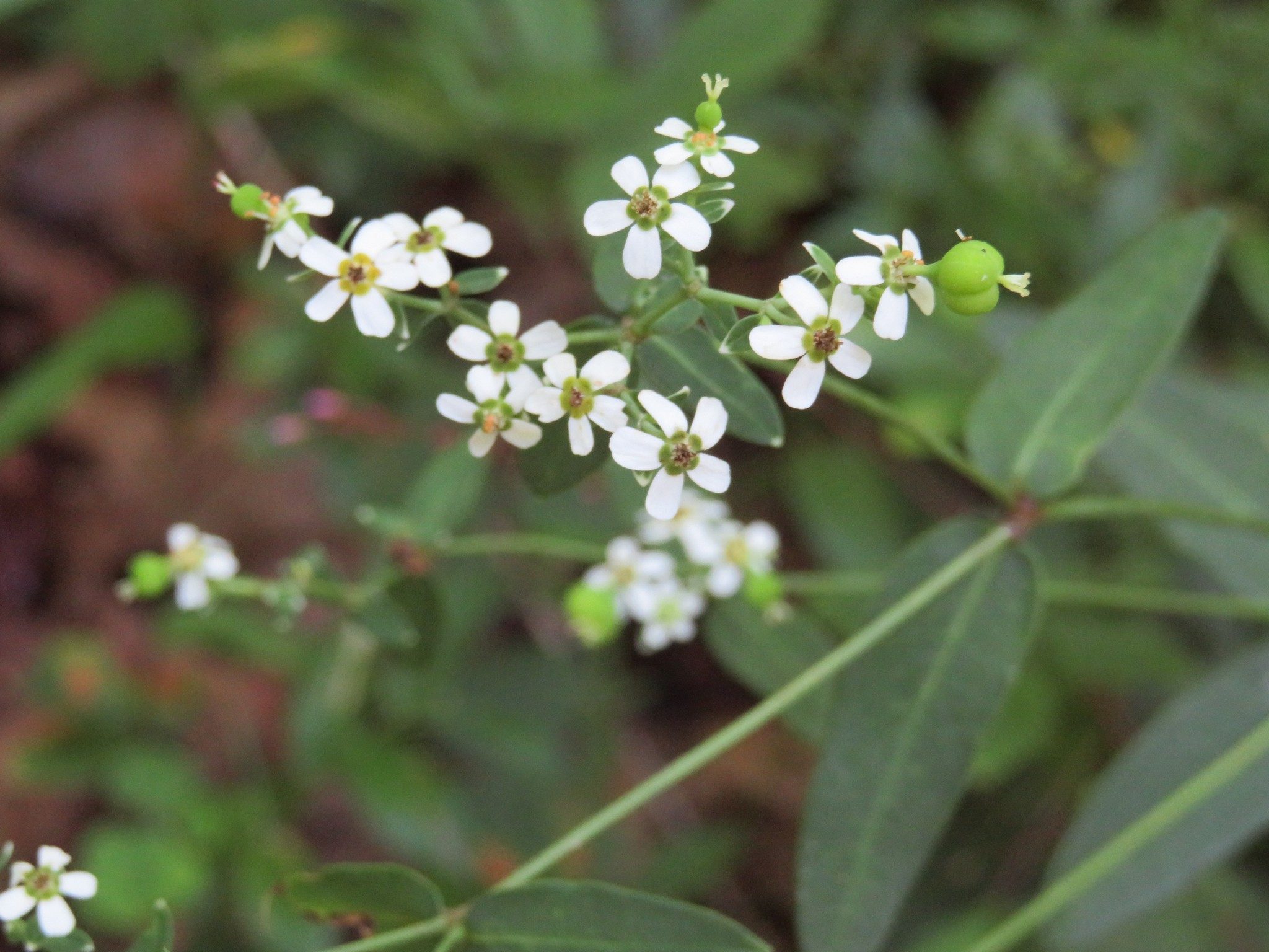 Flowering Spurge (Euphorbia corrllata)
