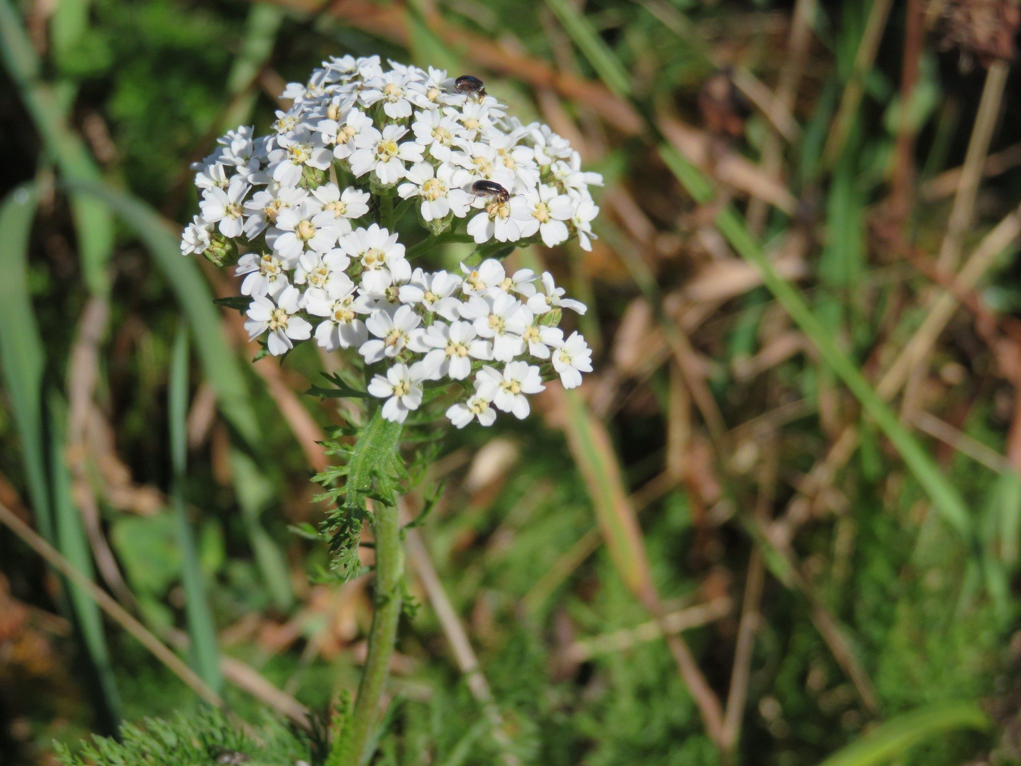 White Yarrow(Achilea miffefolium)