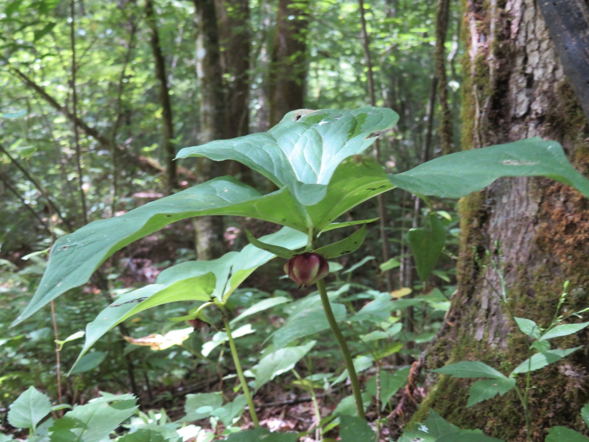 Trillium forming a fruit