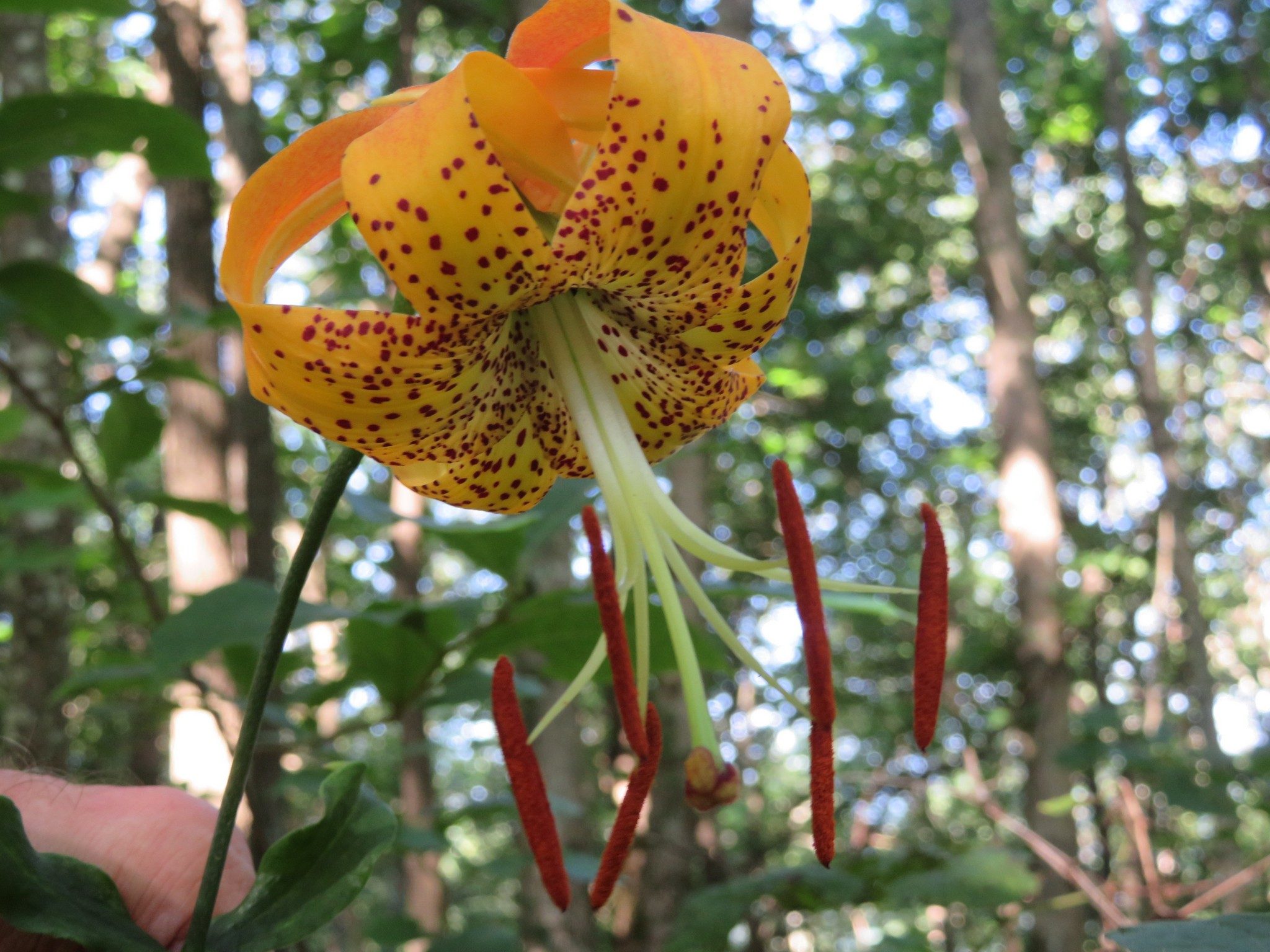 Carolina lily (Lilium michauxii)