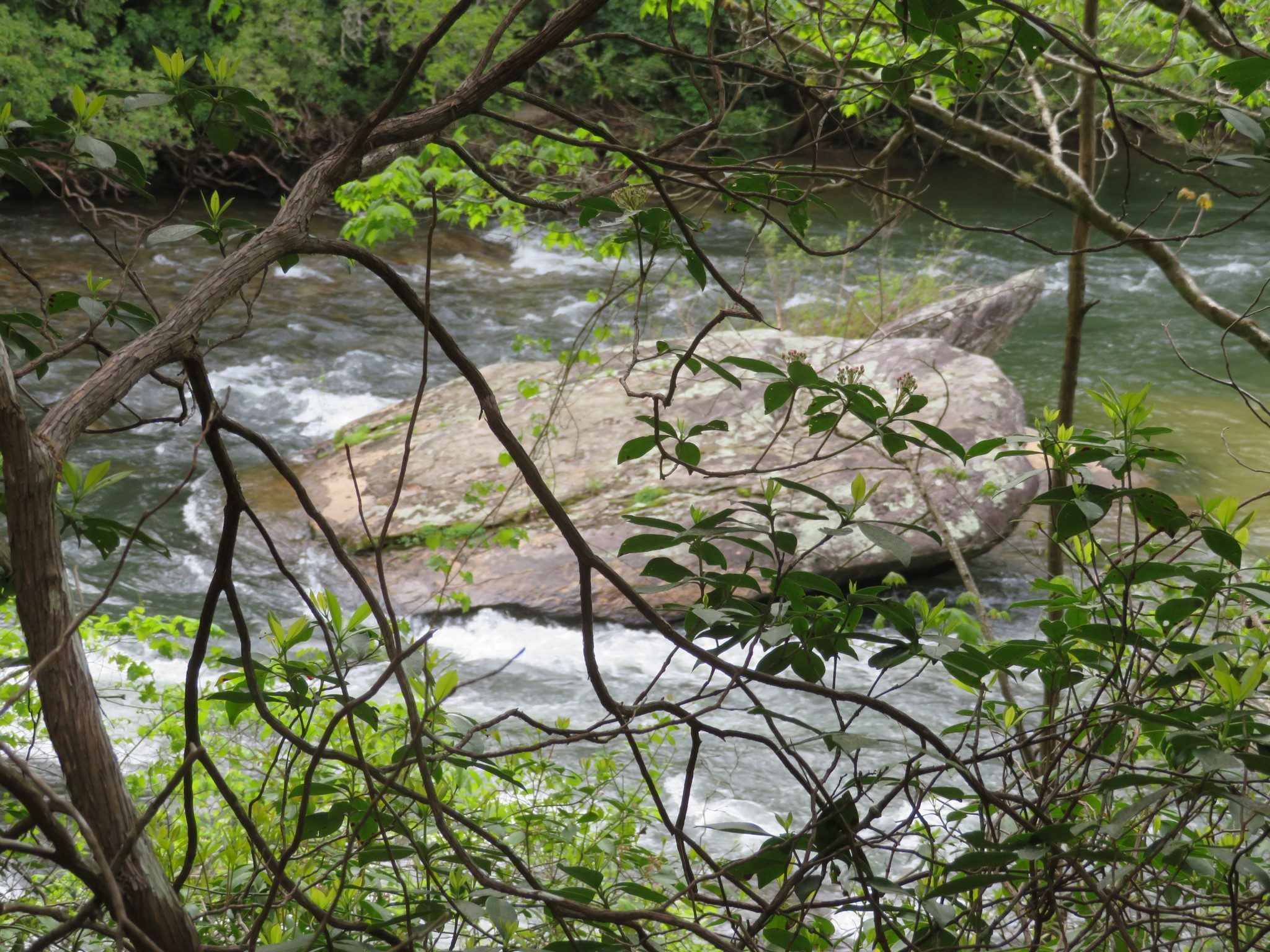 Chattooga River View