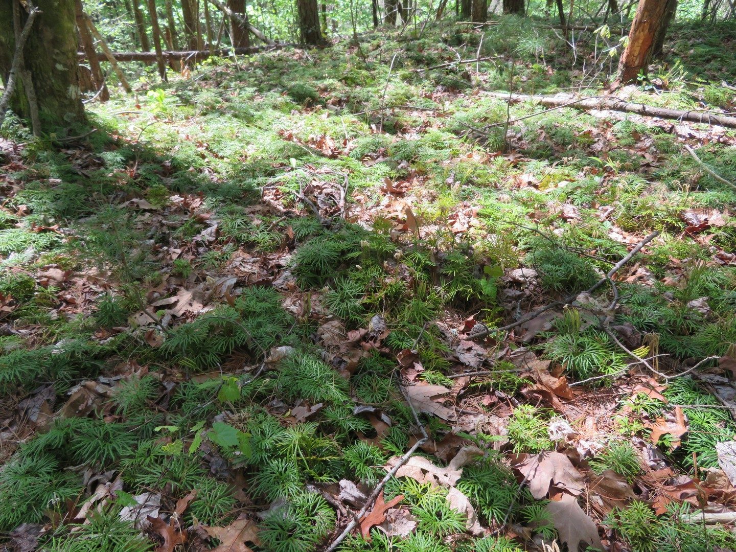 Southern Ground-Cedar (Diphasiastrum digitatum)