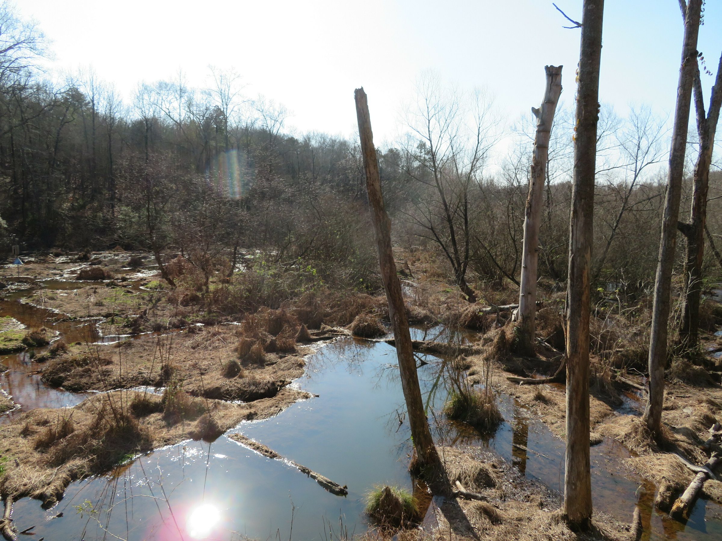 Beaver Dam scene