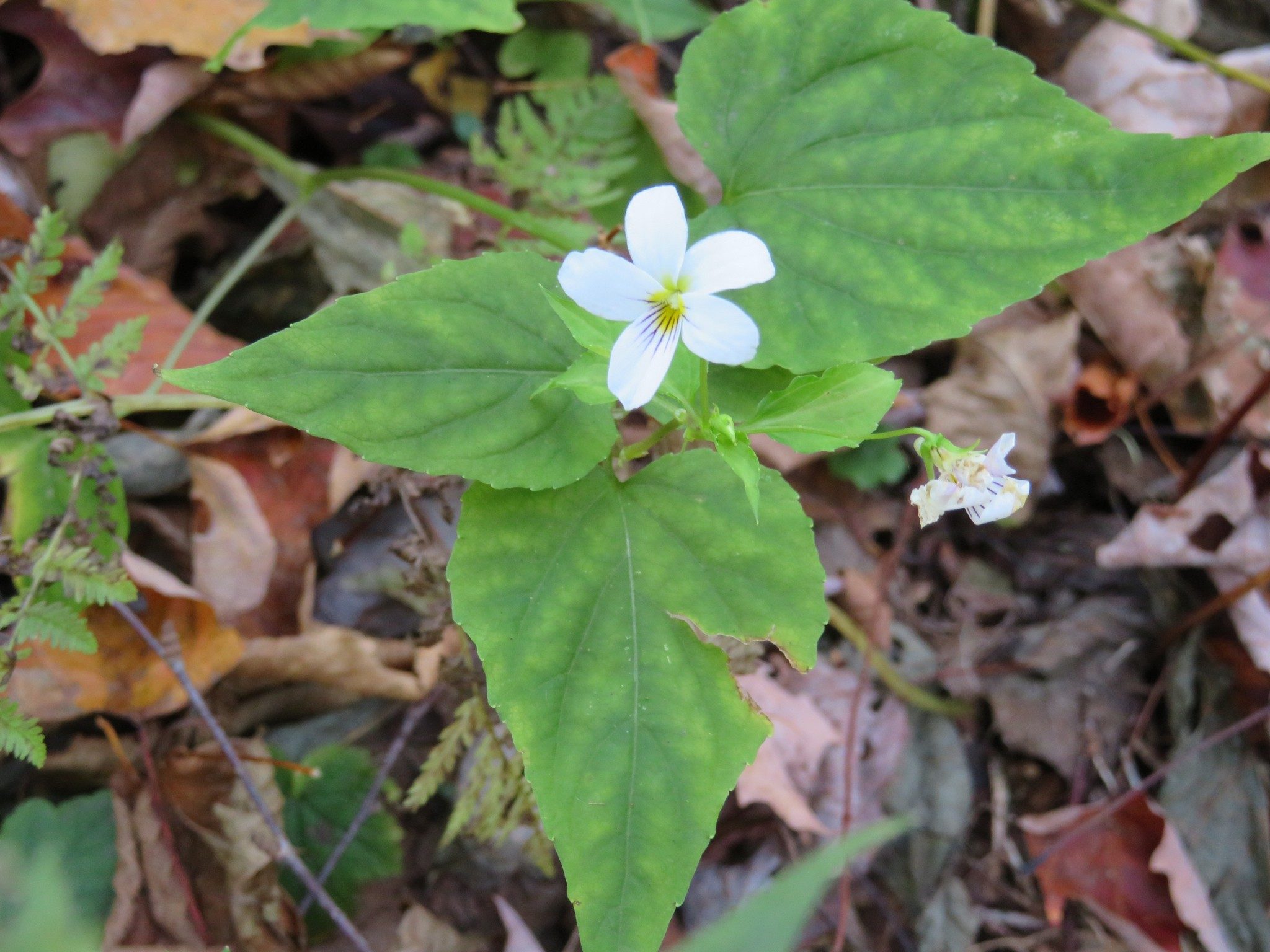 White Violet