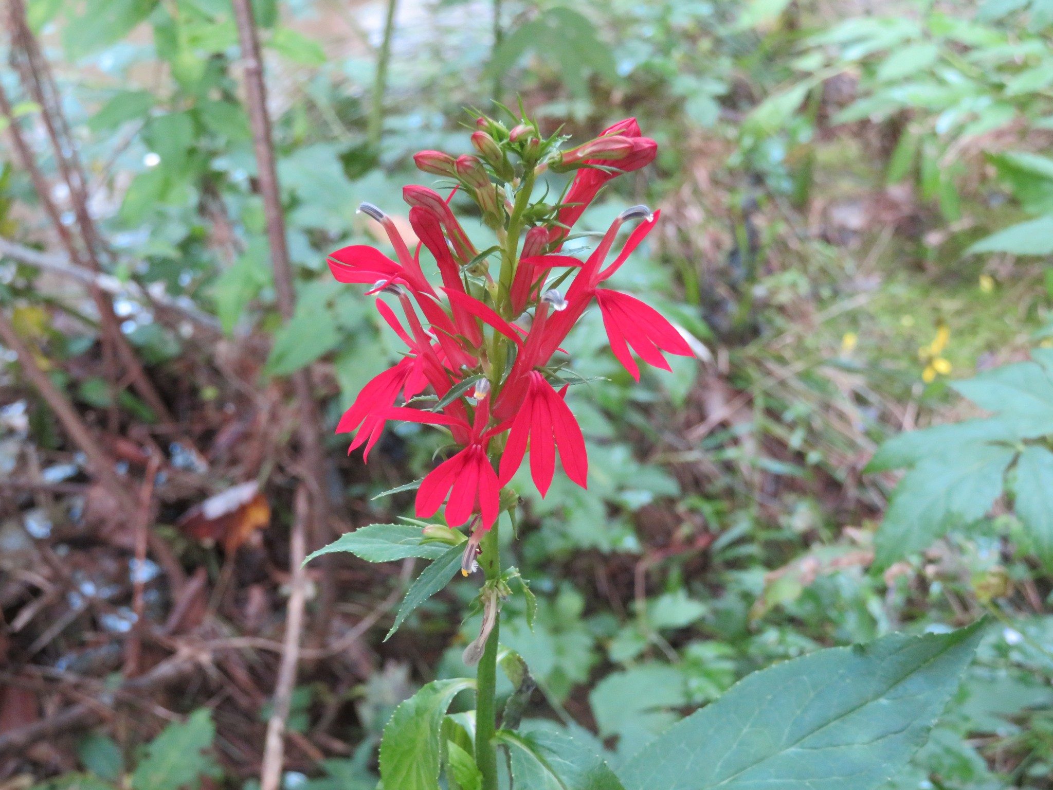 Cardinal Flower (Lobelia cardinalis)