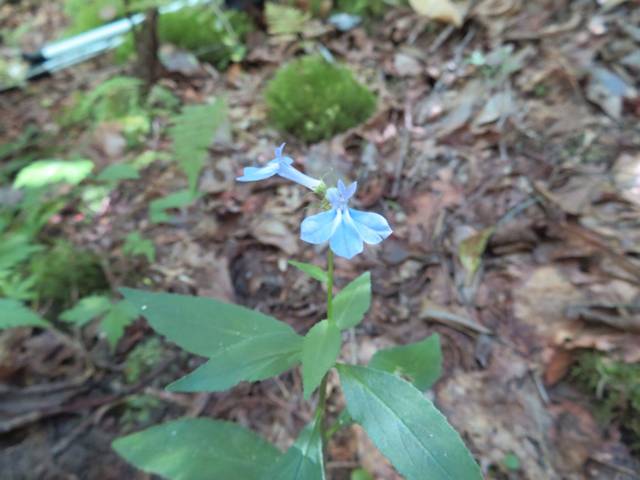 Okay Ray, if it is not Lobelia, what is it?