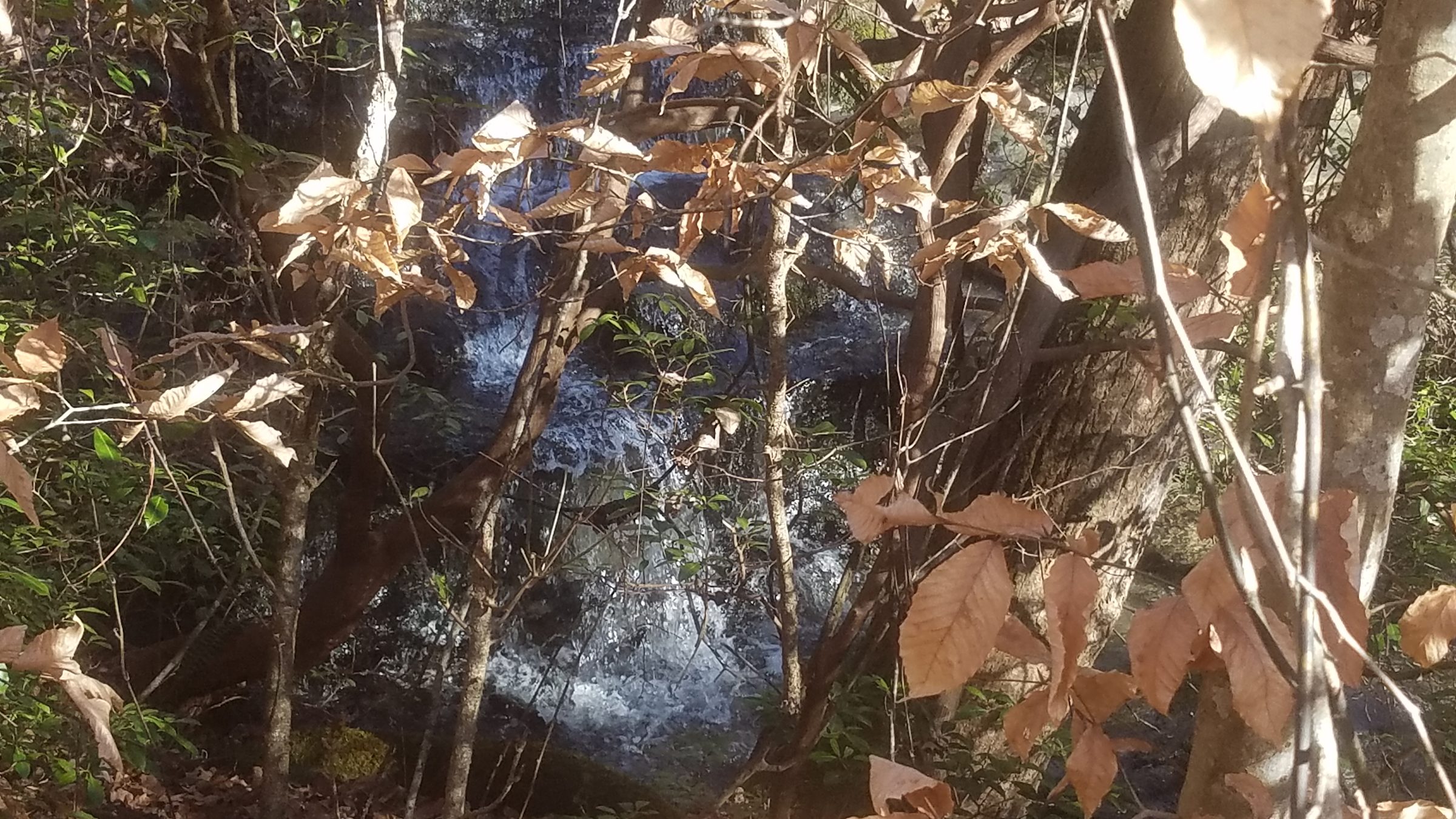 A mostly hidden small cascade in Frady Branch along the trail
