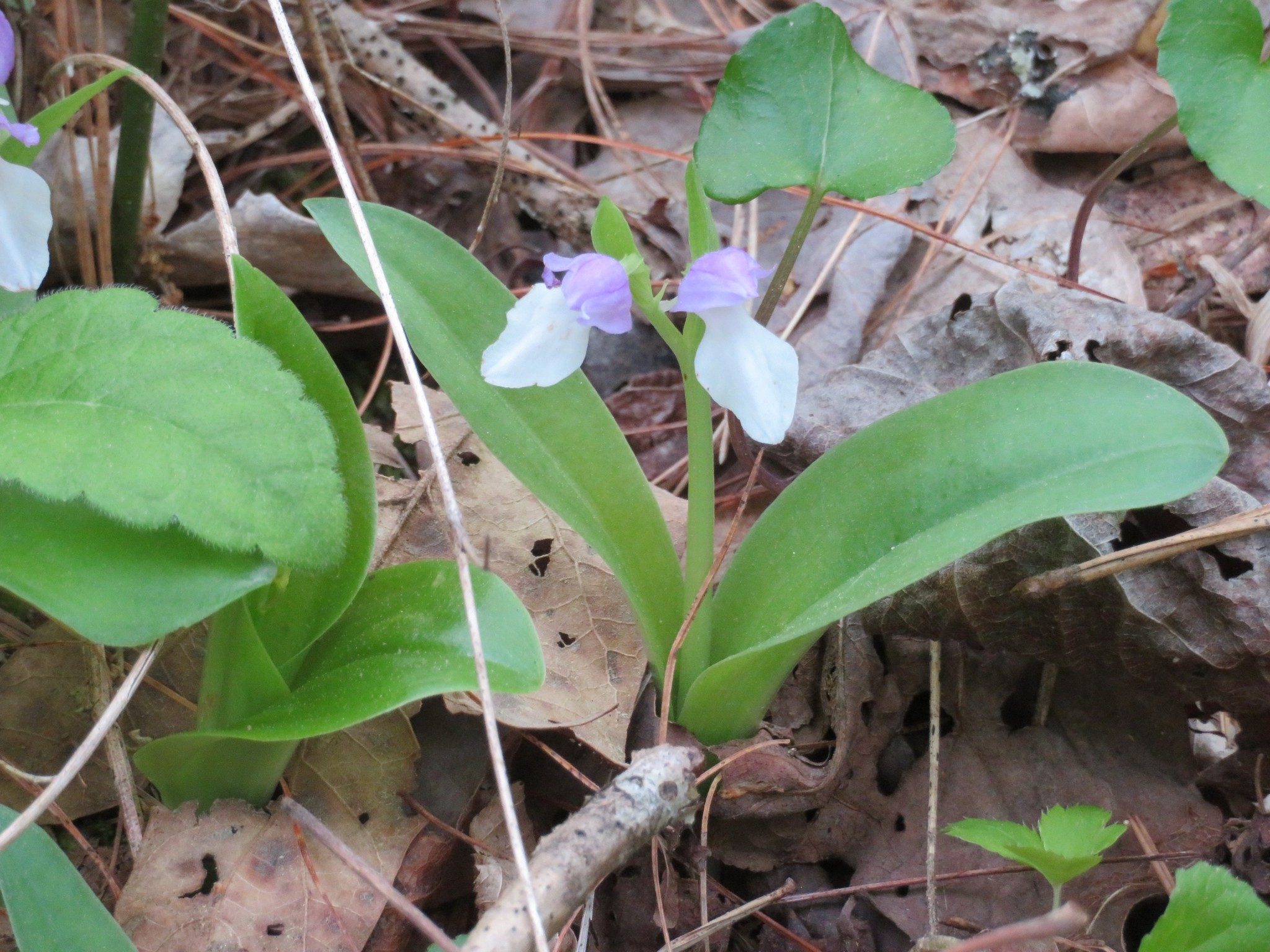 Orchis, Showy (Orchis spectabilis)