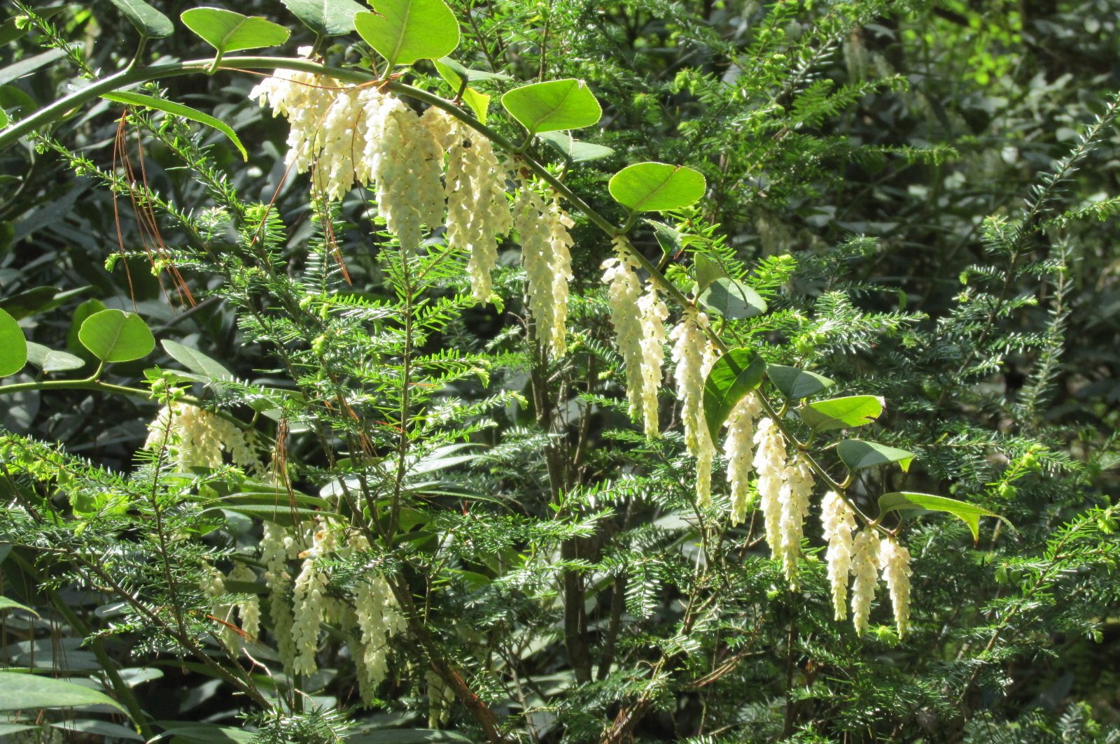 Dog-hobble (Leucothoe axillaris)
