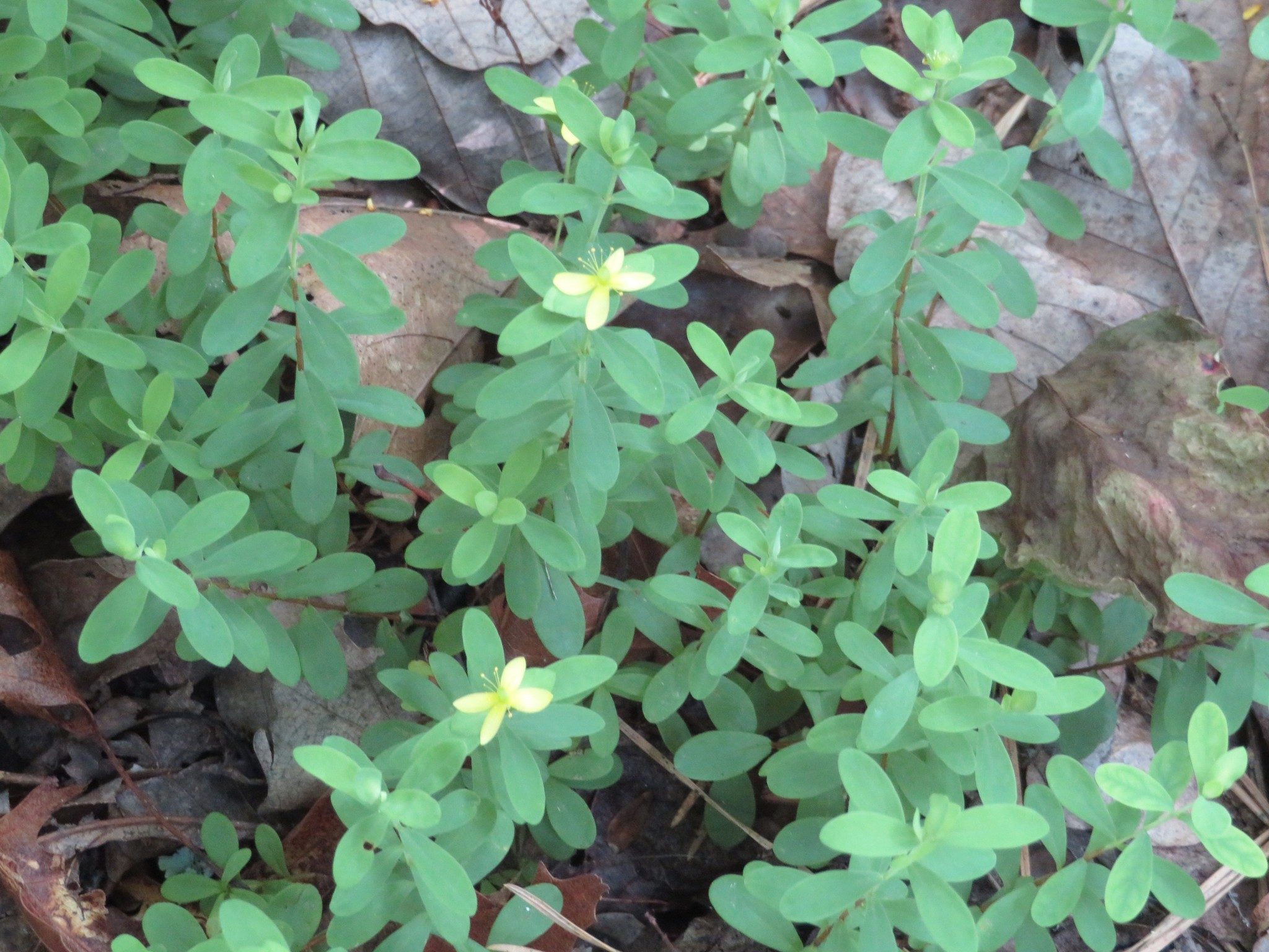 St. Andrew's Cross (Hypericum hypericoides)