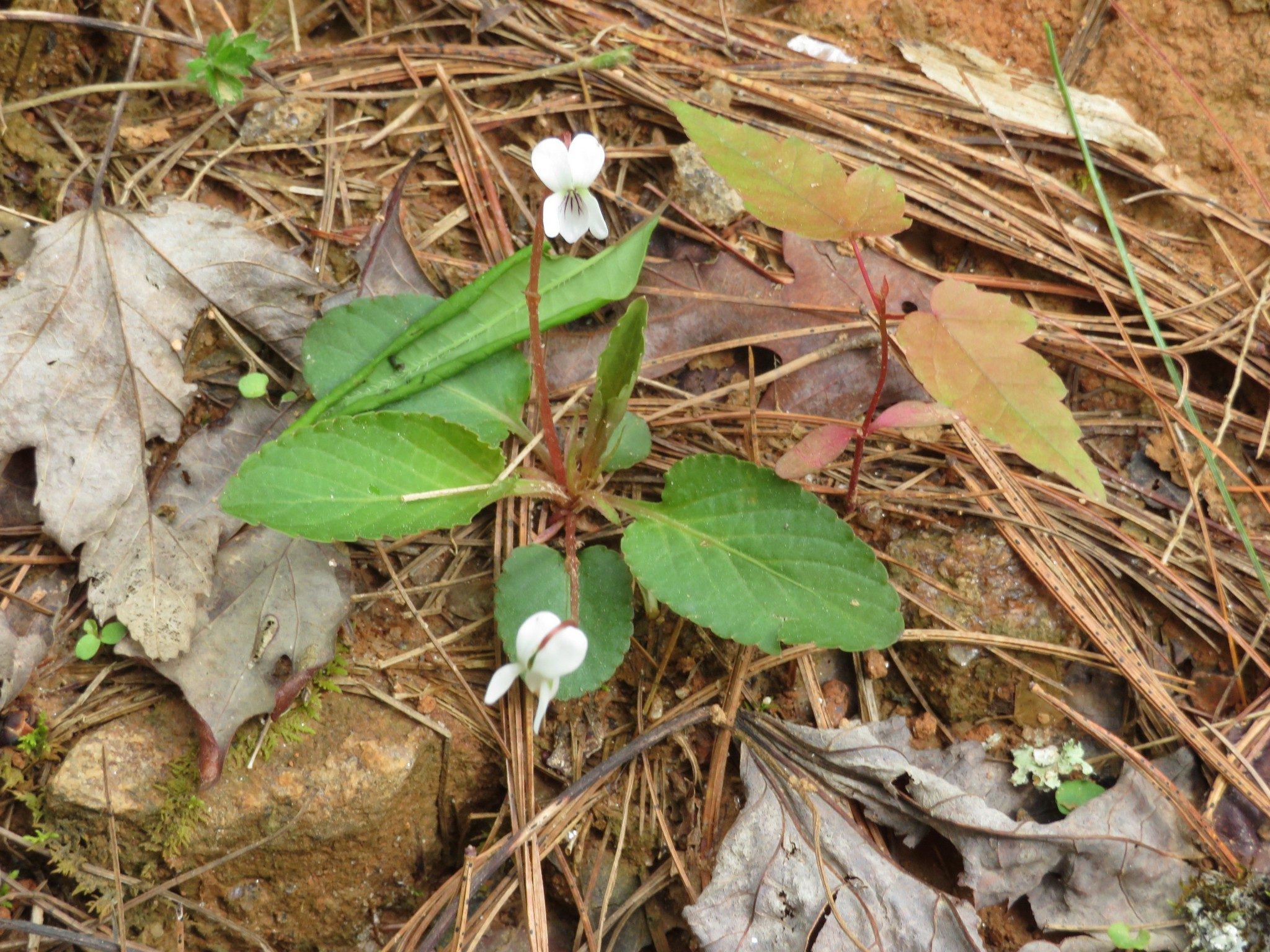 Violet, White (Viola blanda)