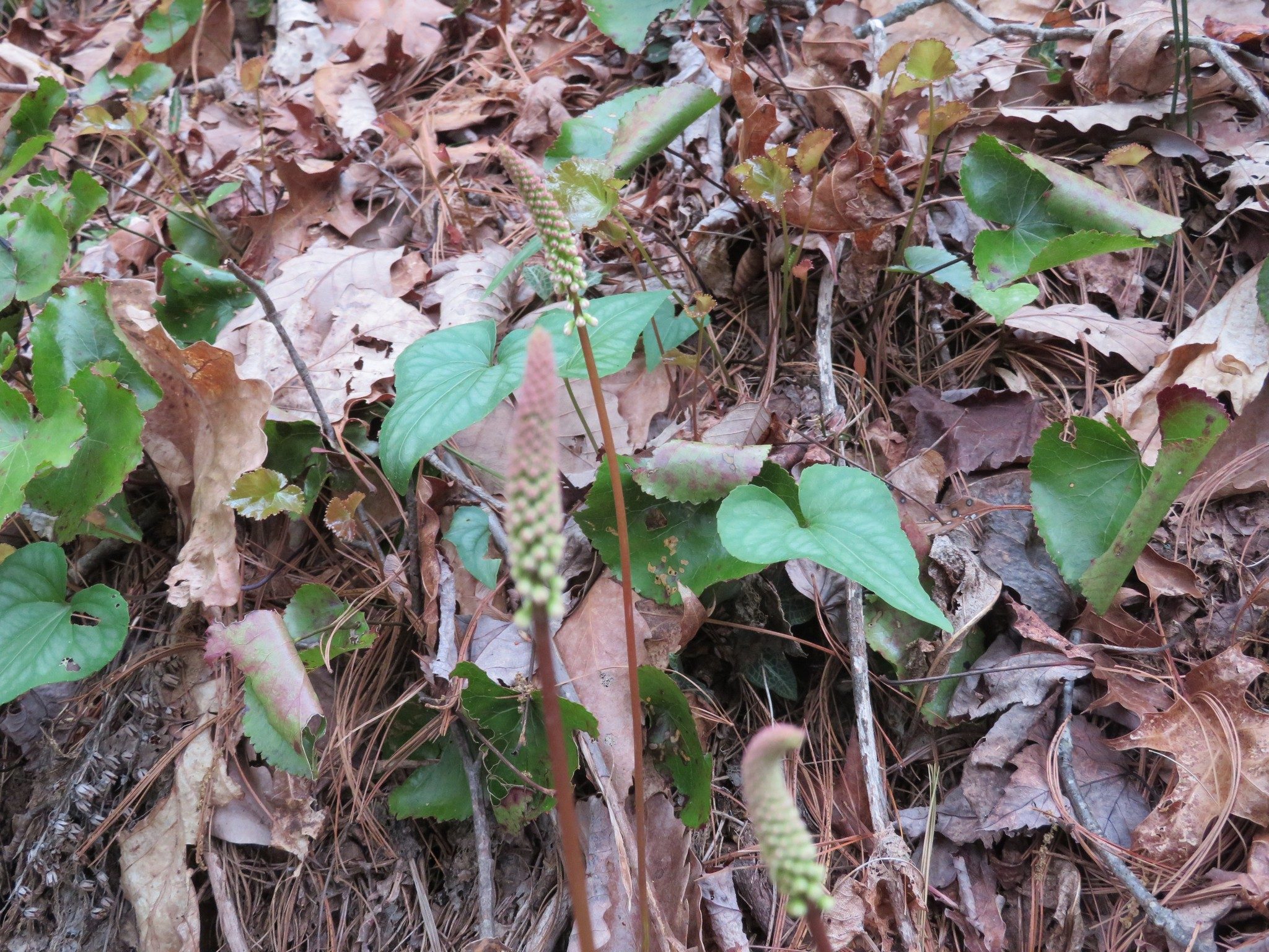 Bloomhead of Galax