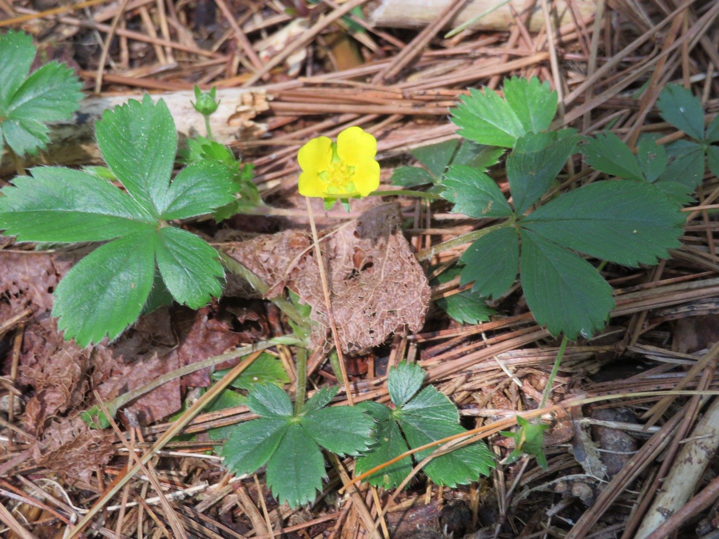 Cinquefoil, Common (Potentilla canadensis)