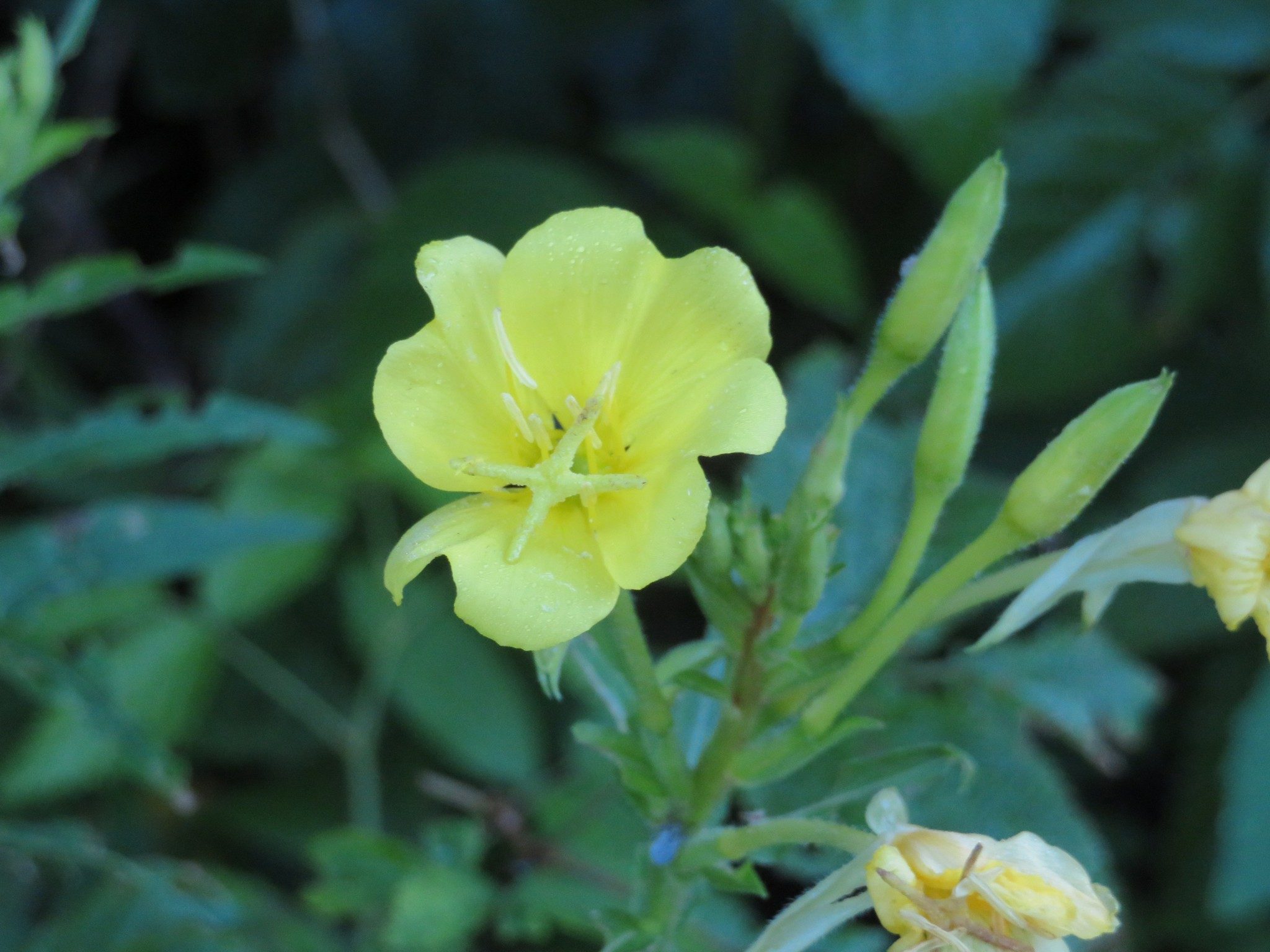 Evening Primrose (Oenothera biennis)